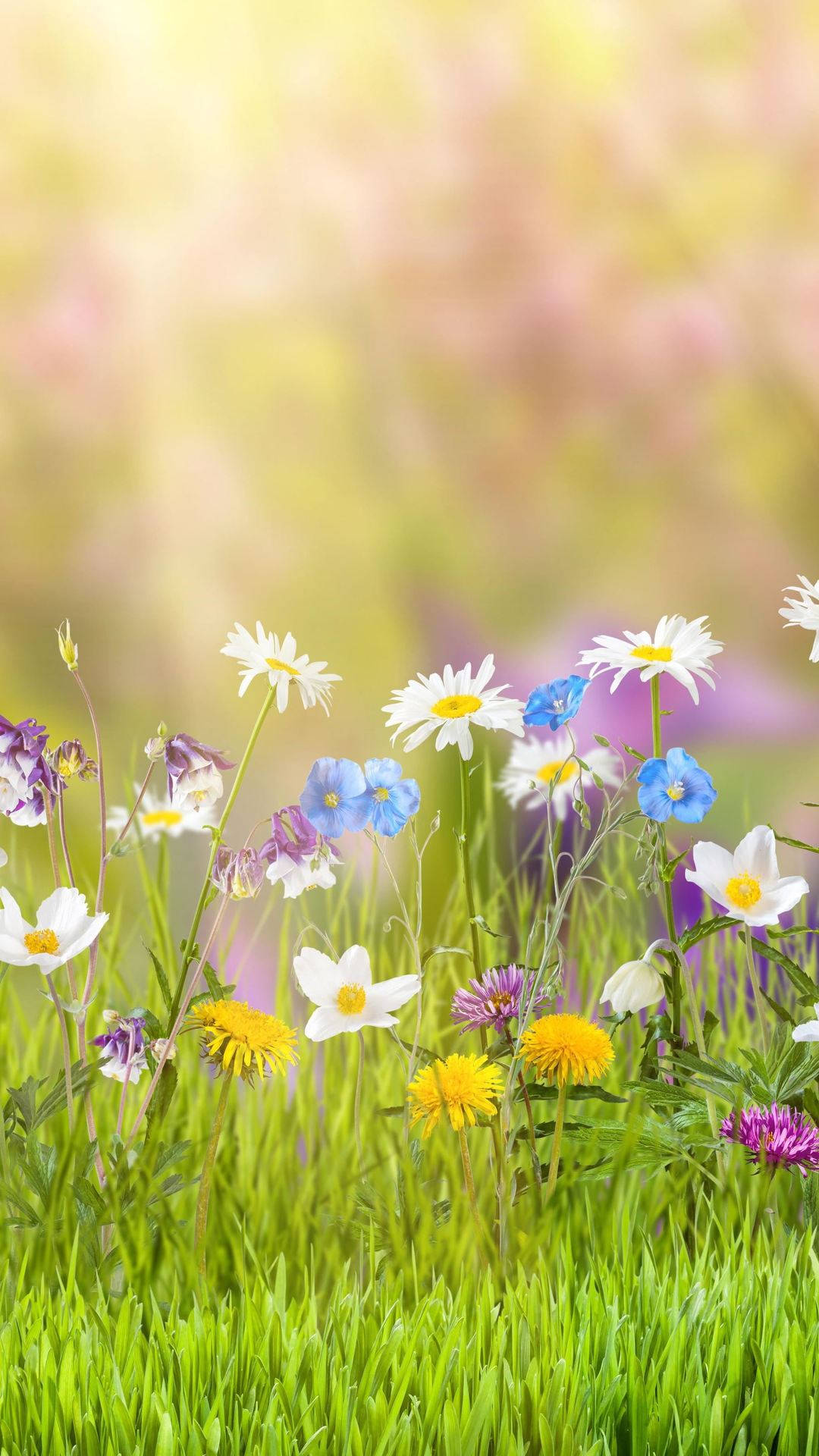 Spring Flower iPhone, daisies, bluebells, Full HD Phone Wallpaper