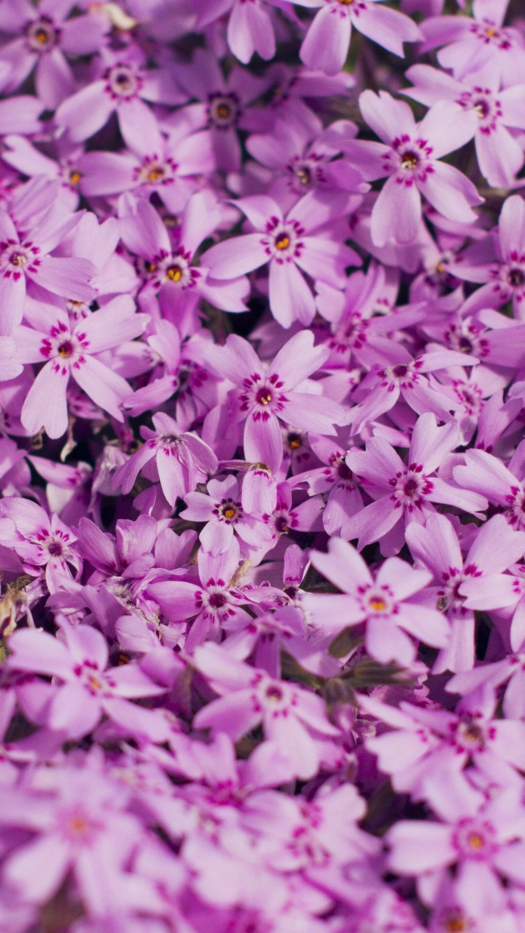 Spring Flower Moss Phlox, purple flowers, dark centers, Full HD Phone Wallpaper