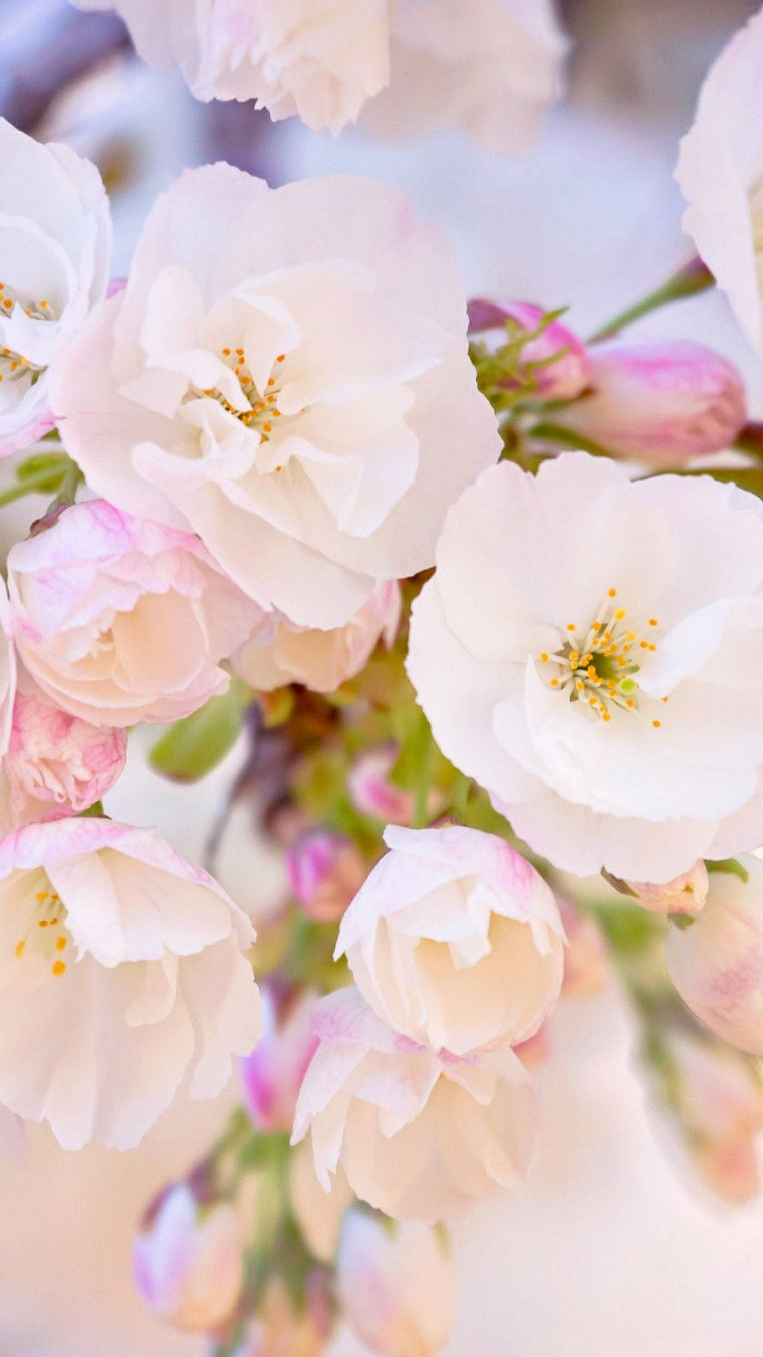 spring flower iphone, cherry blossoms, pink, Full HD Phone Wallpaper