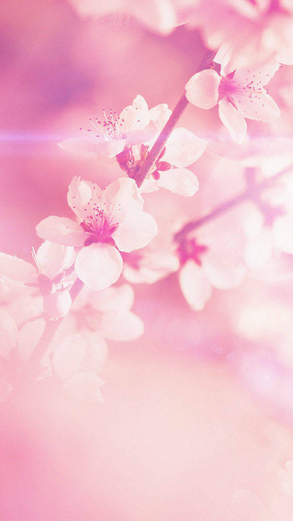 Spring Flower iPhone, soft pink cherry blossoms, pastel pink background, SD Phone Wallpaper