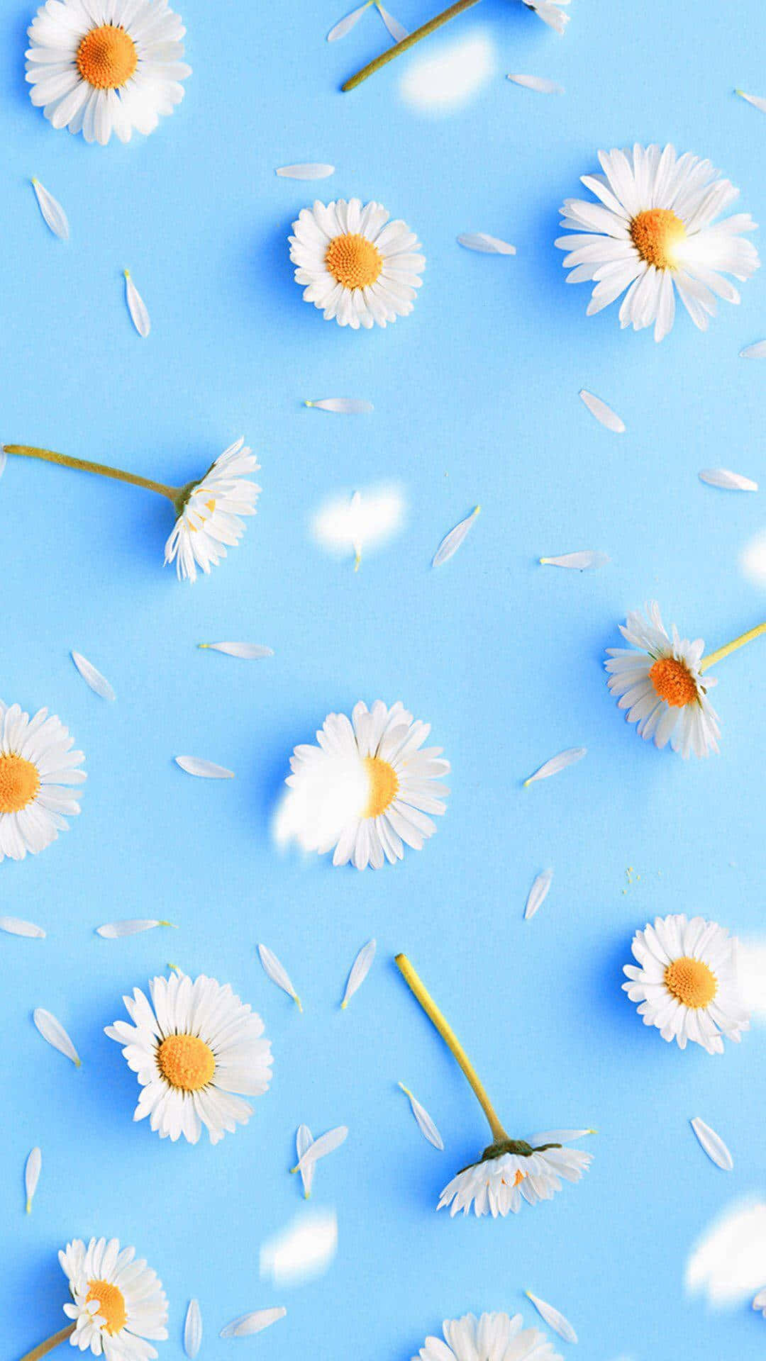 pastel blue, spring daisy, white daisies, Full HD Phone Wallpaper
