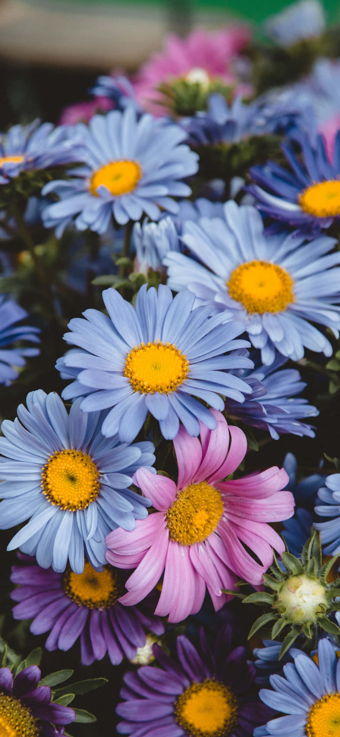 blue, purple, spring daisies, Full HD Phone Wallpaper