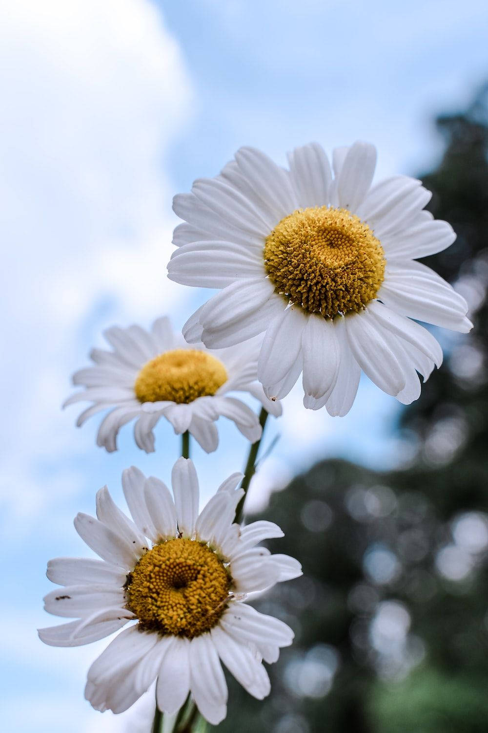 white flower, daisies, white petals, HD Phone Wallpaper