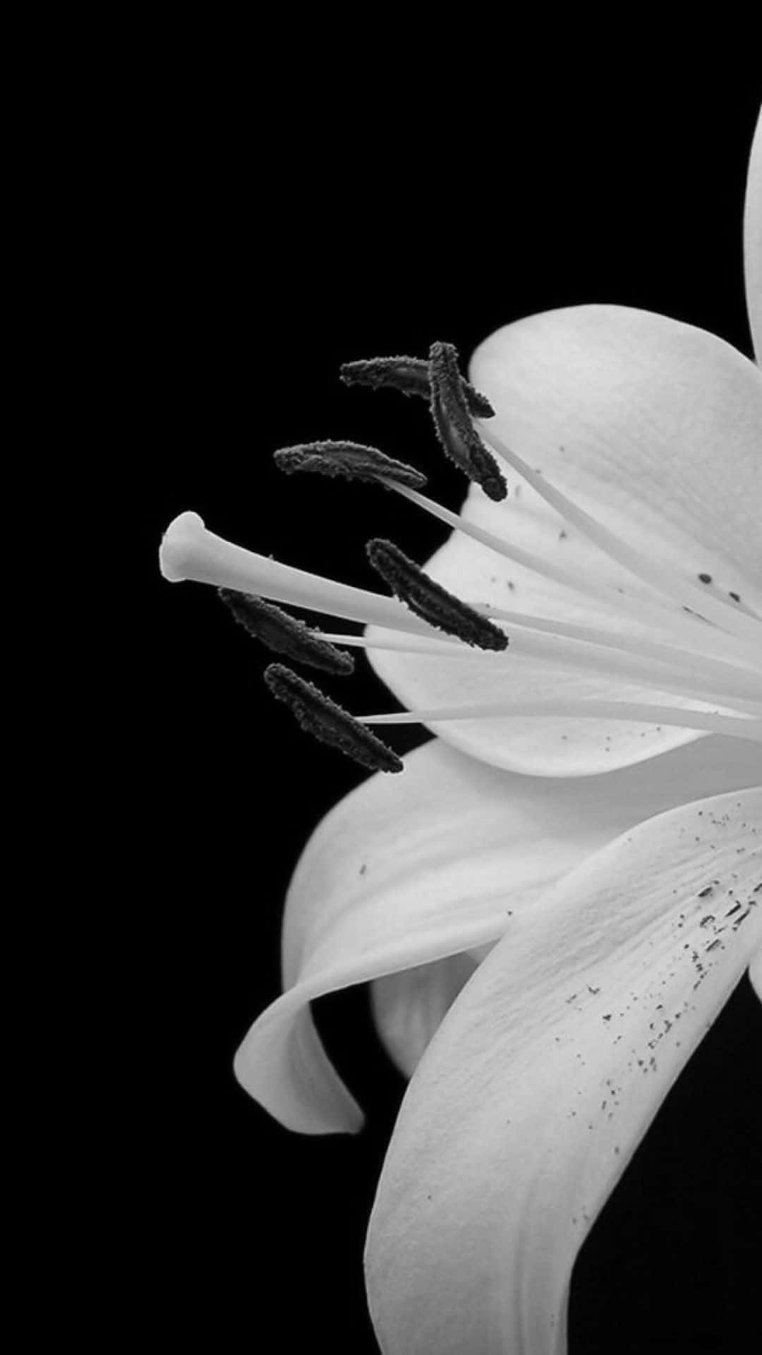 white lily, black background, monochrome, Full HD Phone Wallpaper