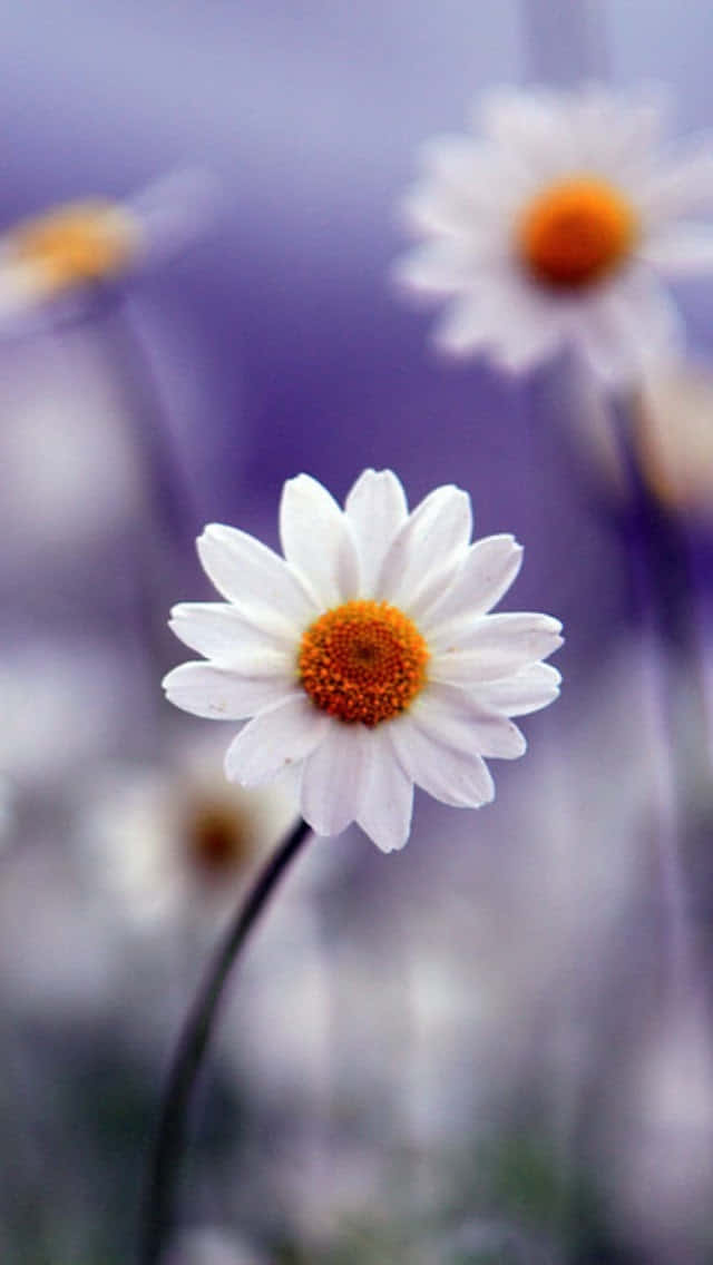 single blooming spring daisy, white daisy, vibrant orange center, SD Phone Wallpaper