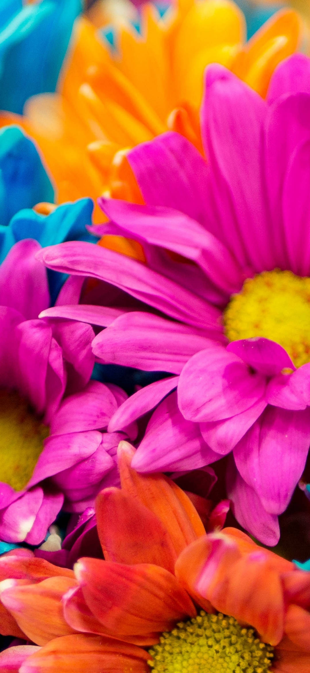 spring flower iphone, daisies, pink, Full HD Phone Wallpaper