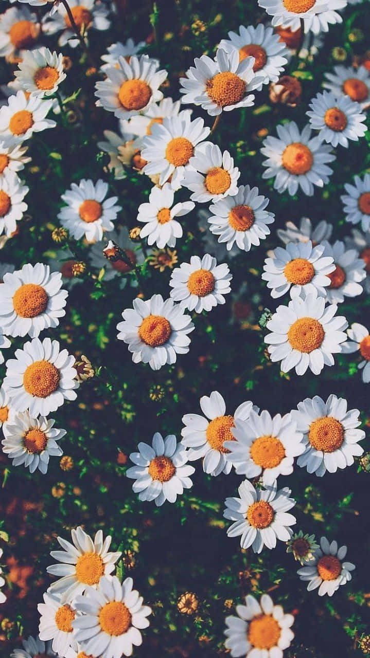 bush of spring daisy, white daisies, bright orange centers, HD Phone Wallpaper