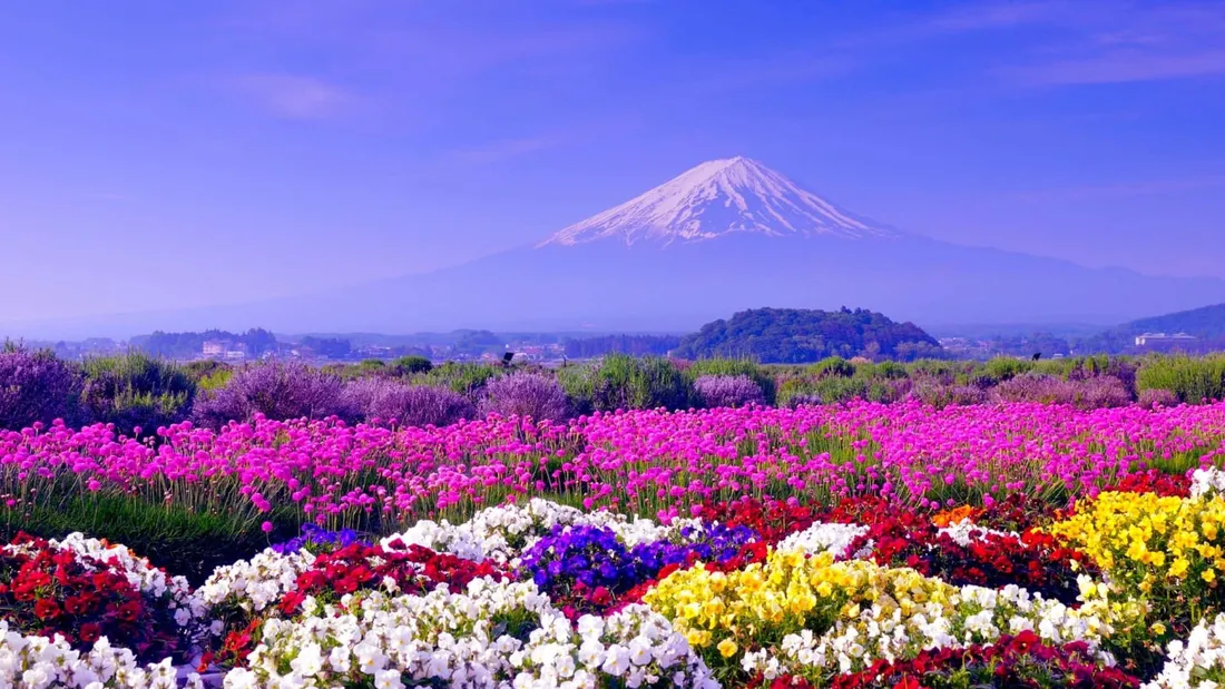 Spring Flowers Desktop