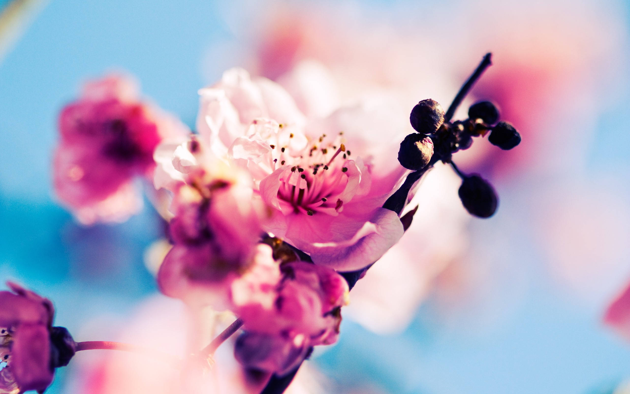 Spring, cherry blossoms, pink, 2K Desktop Wallpaper