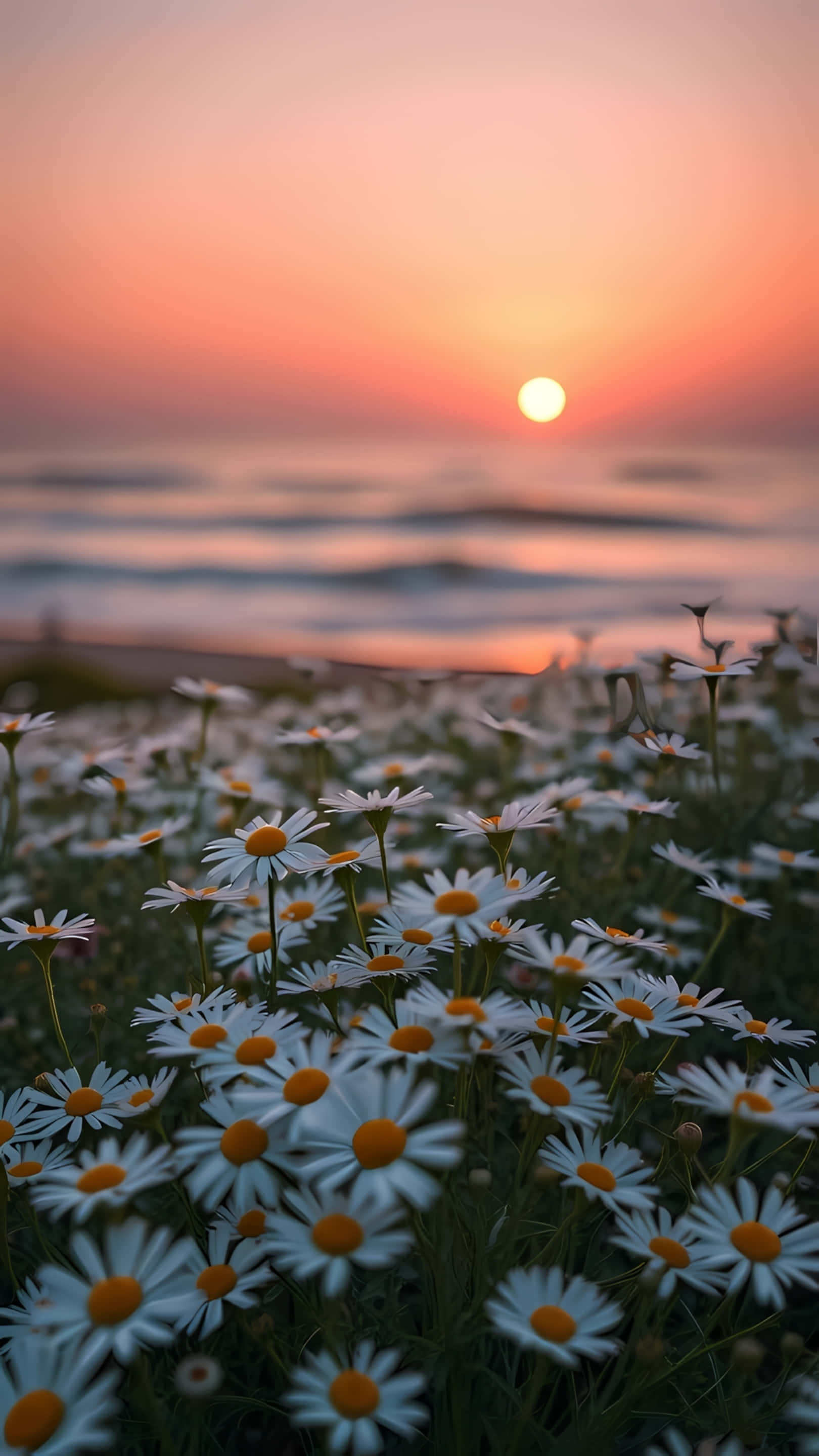 daisy flower field, golden sunset, white daisies, 2K Phone Wallpaper