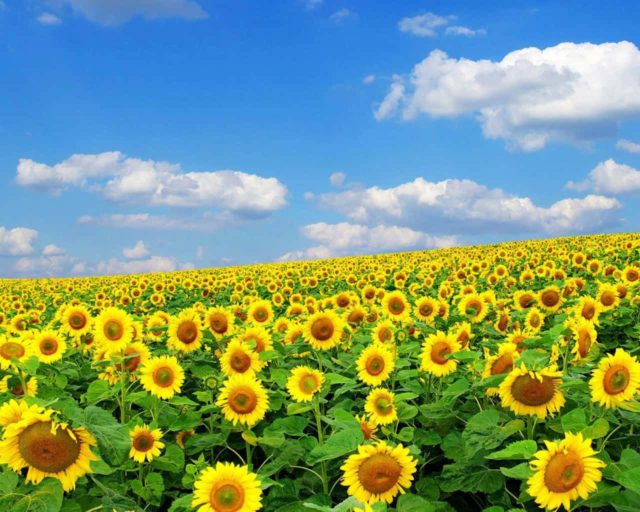 Spring Flowers, sunflowers, bright yellow, HD Desktop Wallpaper