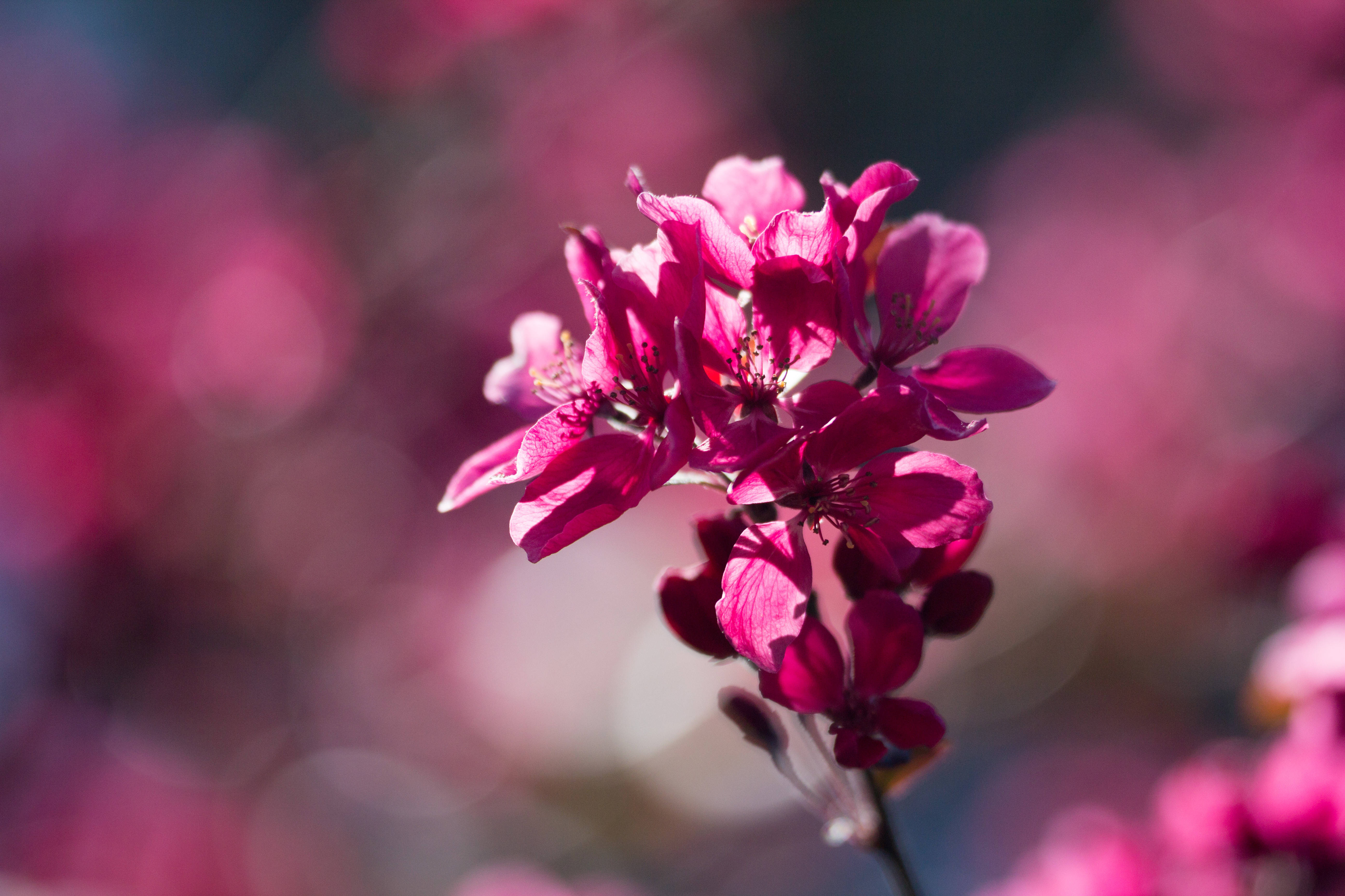 spring flower, tilt shift lens, vibrant magenta, 5K Desktop Wallpaper