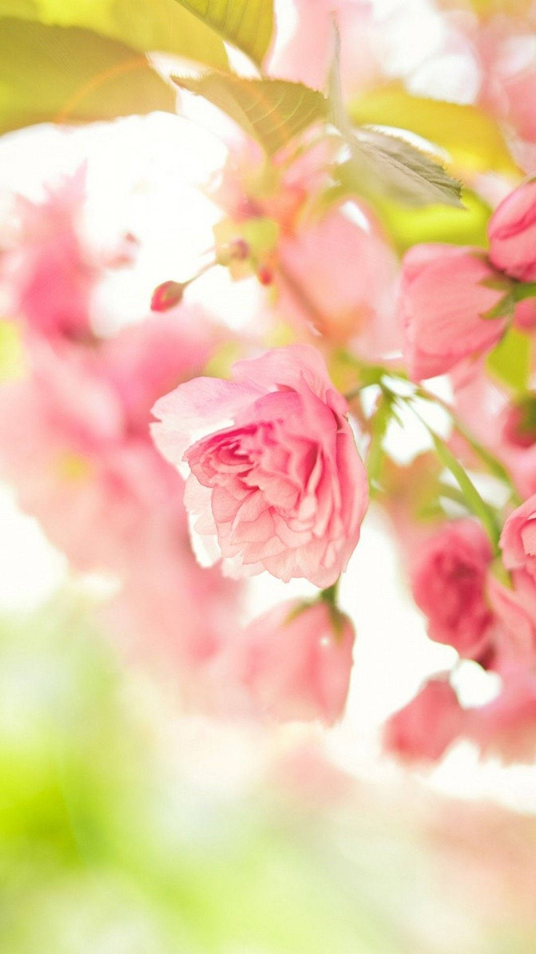 pink flowers, cherry blossoms, soft pink, Full HD Phone Wallpaper