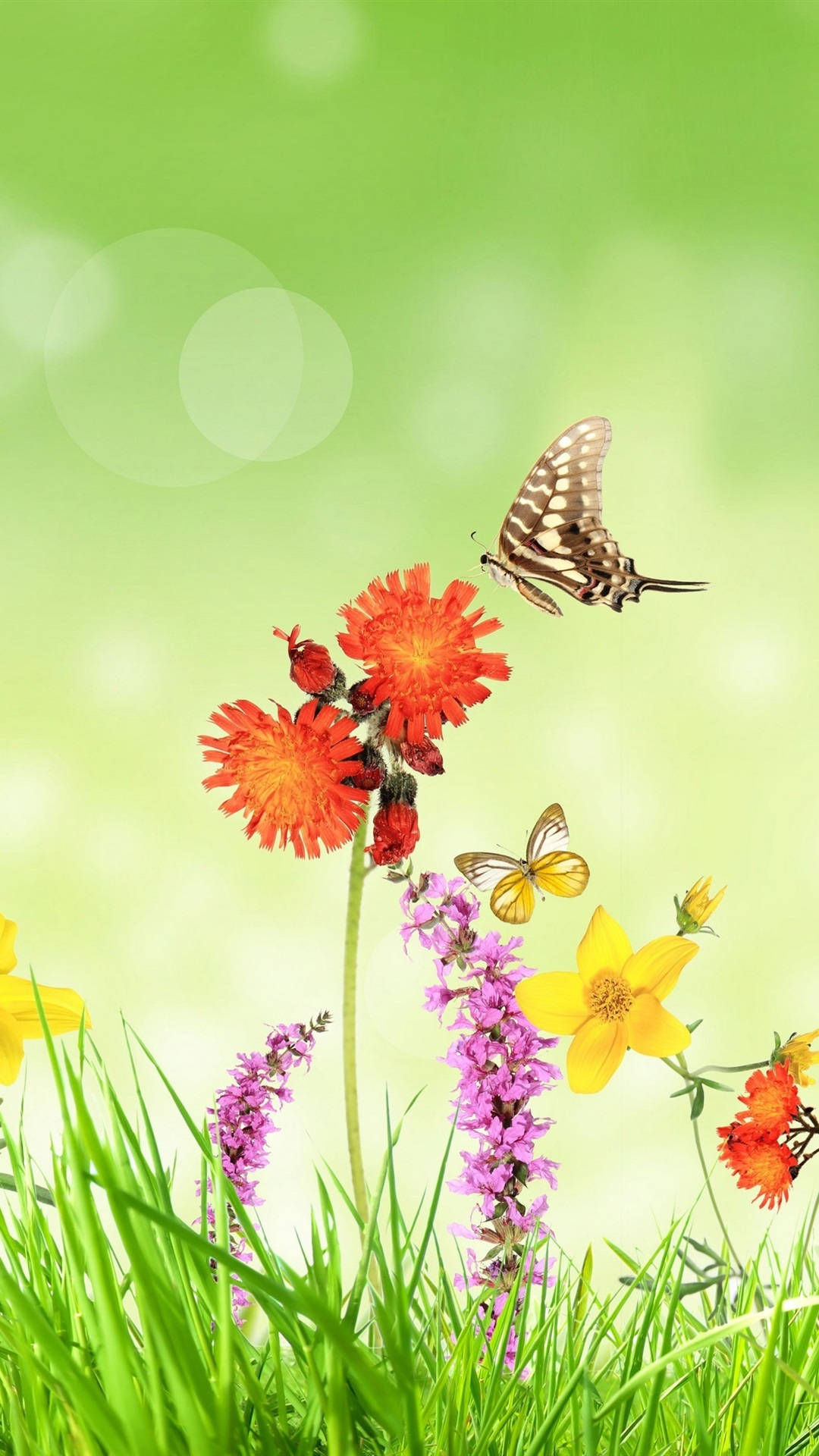 Spring Flower iPhone, butterfly, bright orange red flowers, Full HD Phone Wallpaper