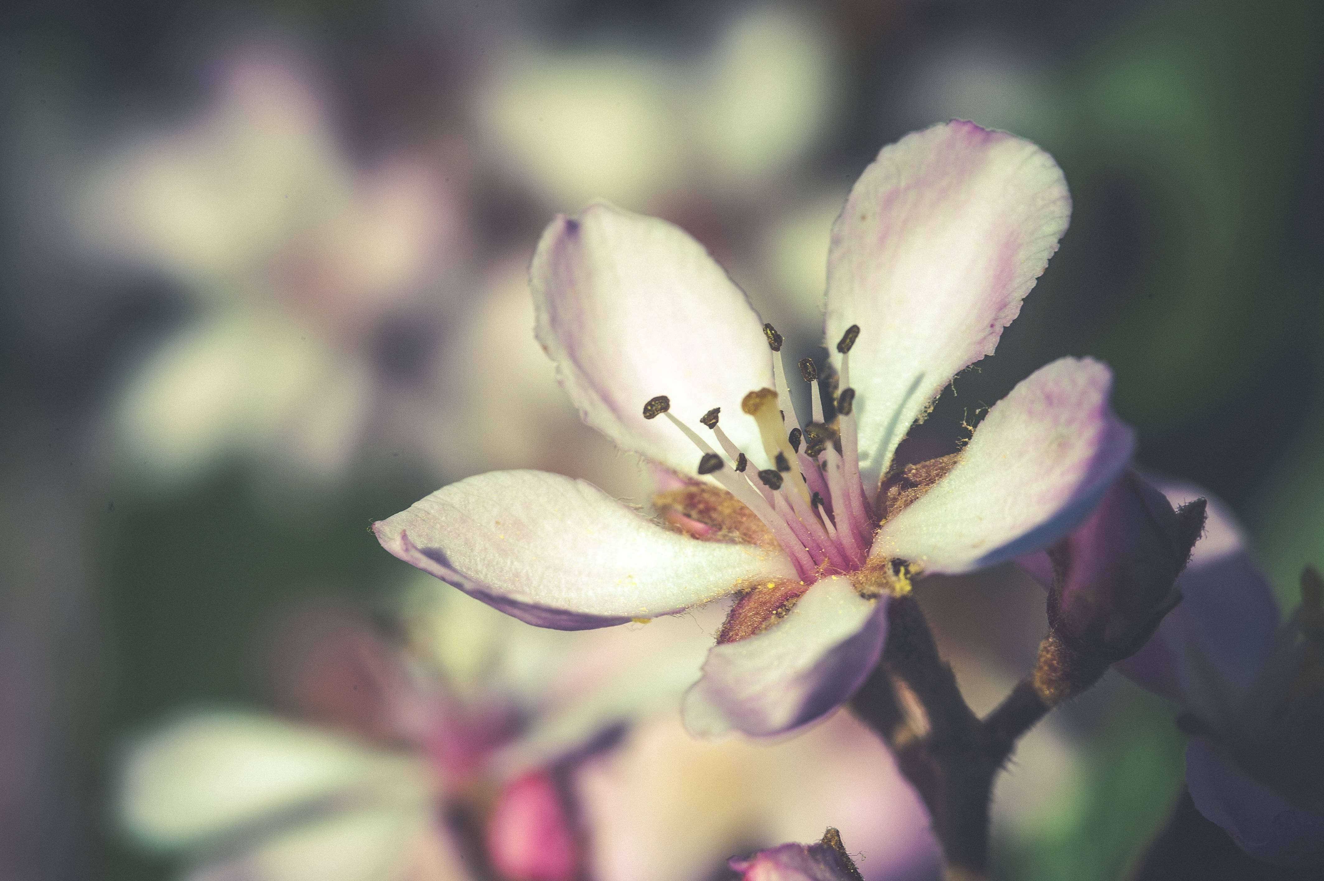 Spring Flower, white flower, pink-tinted petals, 4K Desktop Wallpaper