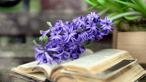 purple hyacinth blooms, open vintage book, rustic wooden surface, SD Desktop Wallpaper