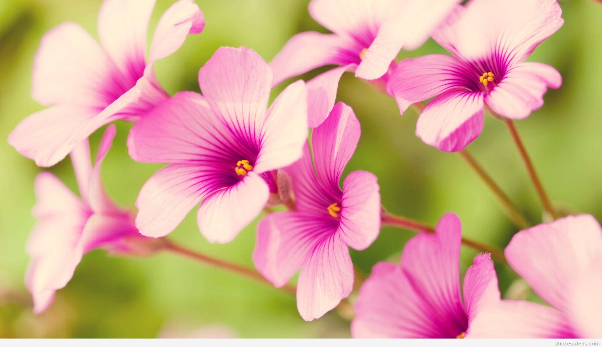 small pink spring flowers, soft pink flowers, vibrant purple centers, Full HD Desktop Wallpaper