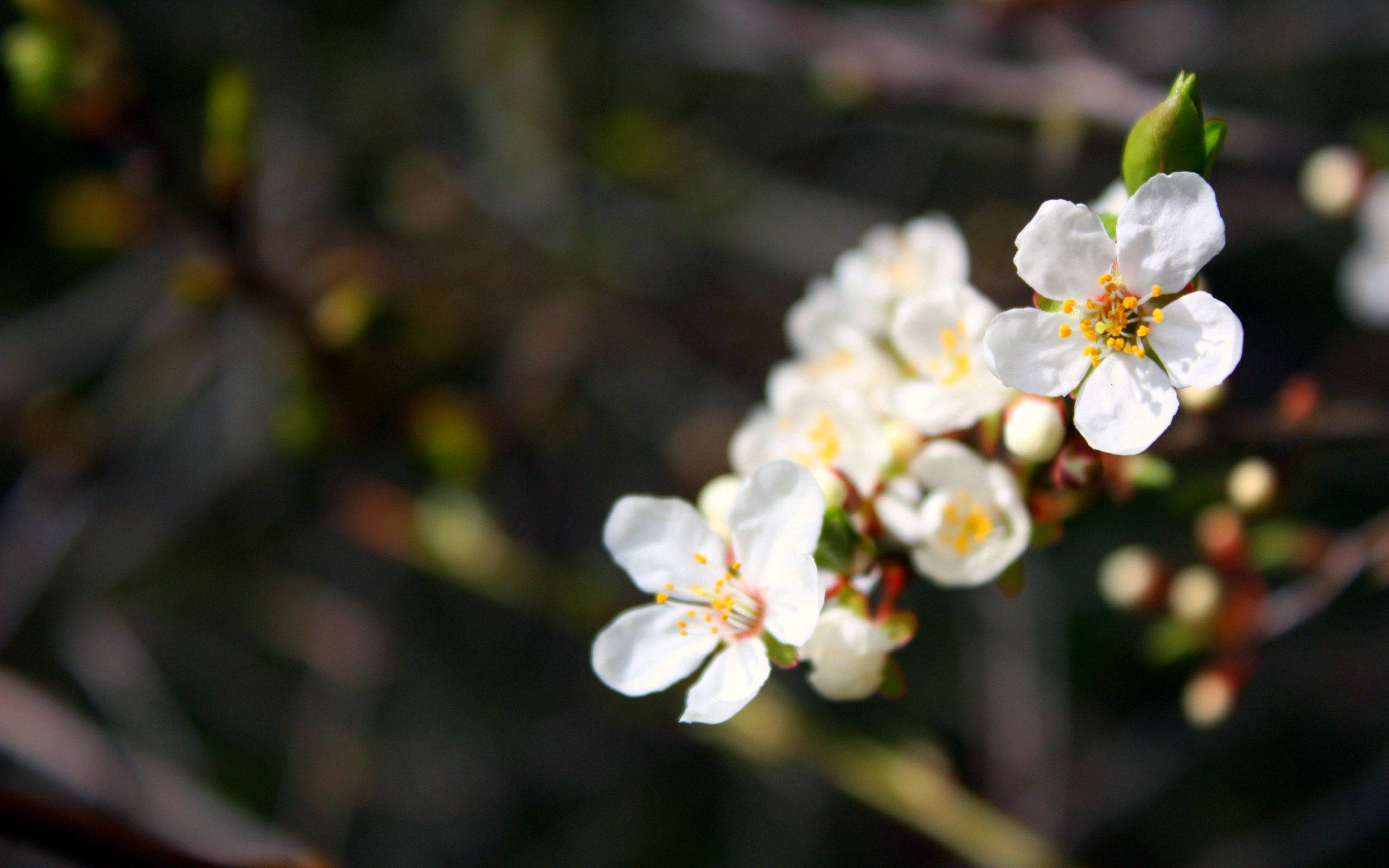 white japanese spring flowers, white blossoms, yellow centers, 2K Desktop Wallpaper