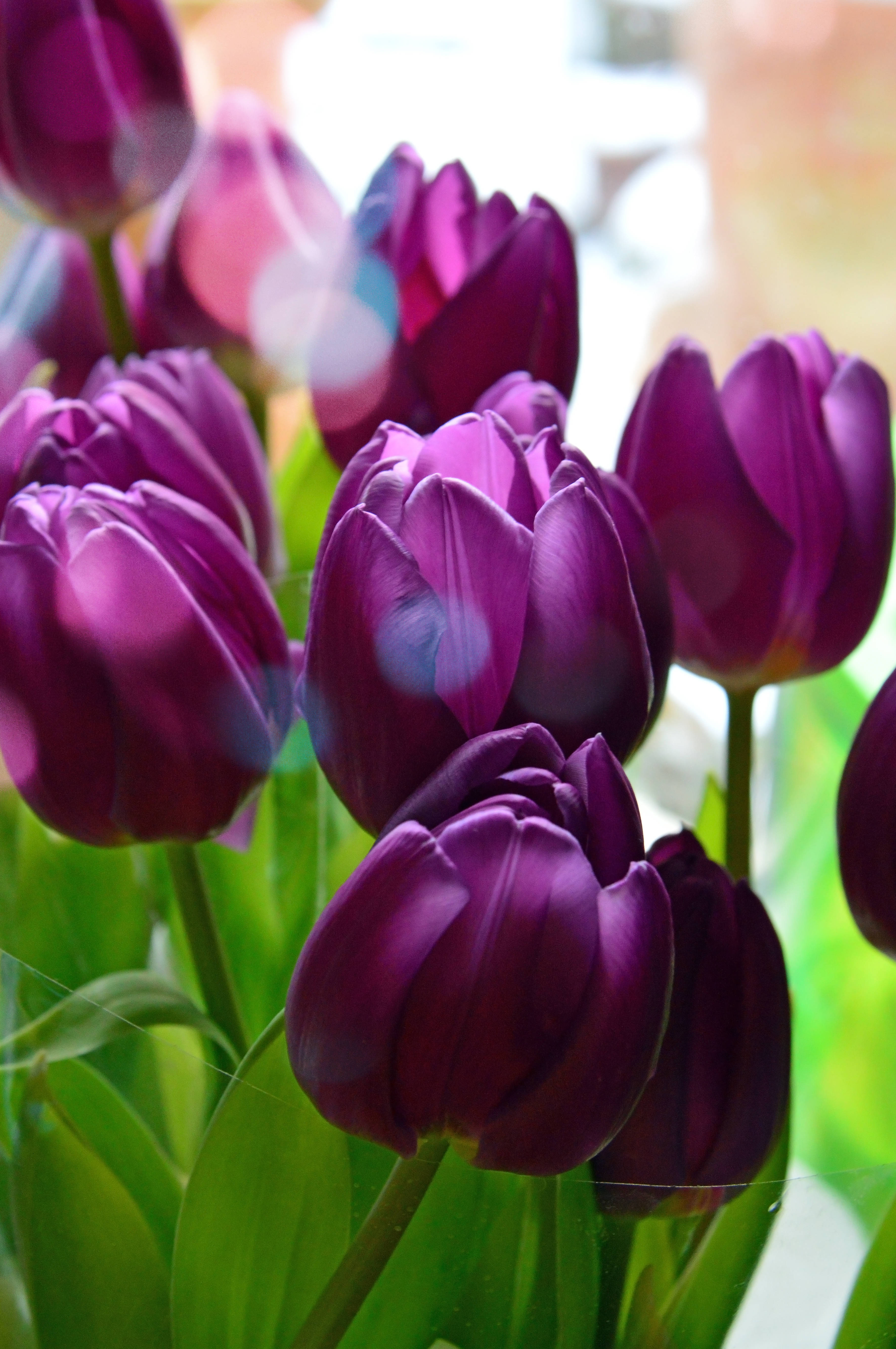 Beautiful Spring, purple tulip flower bulbs, vibrant purple tulips, 5K Phone Wallpaper