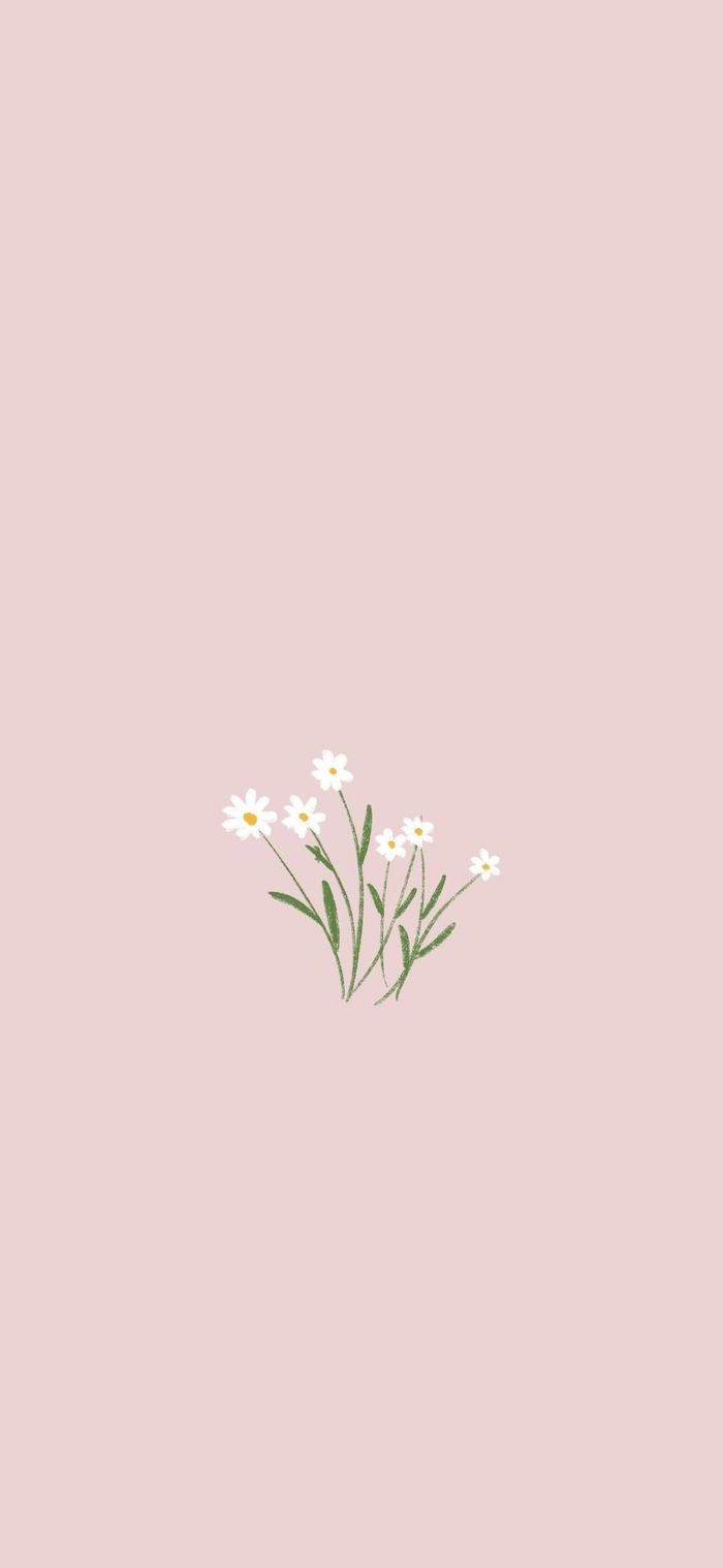 minimalist spring, white daisies, green stems, HD Phone Wallpaper