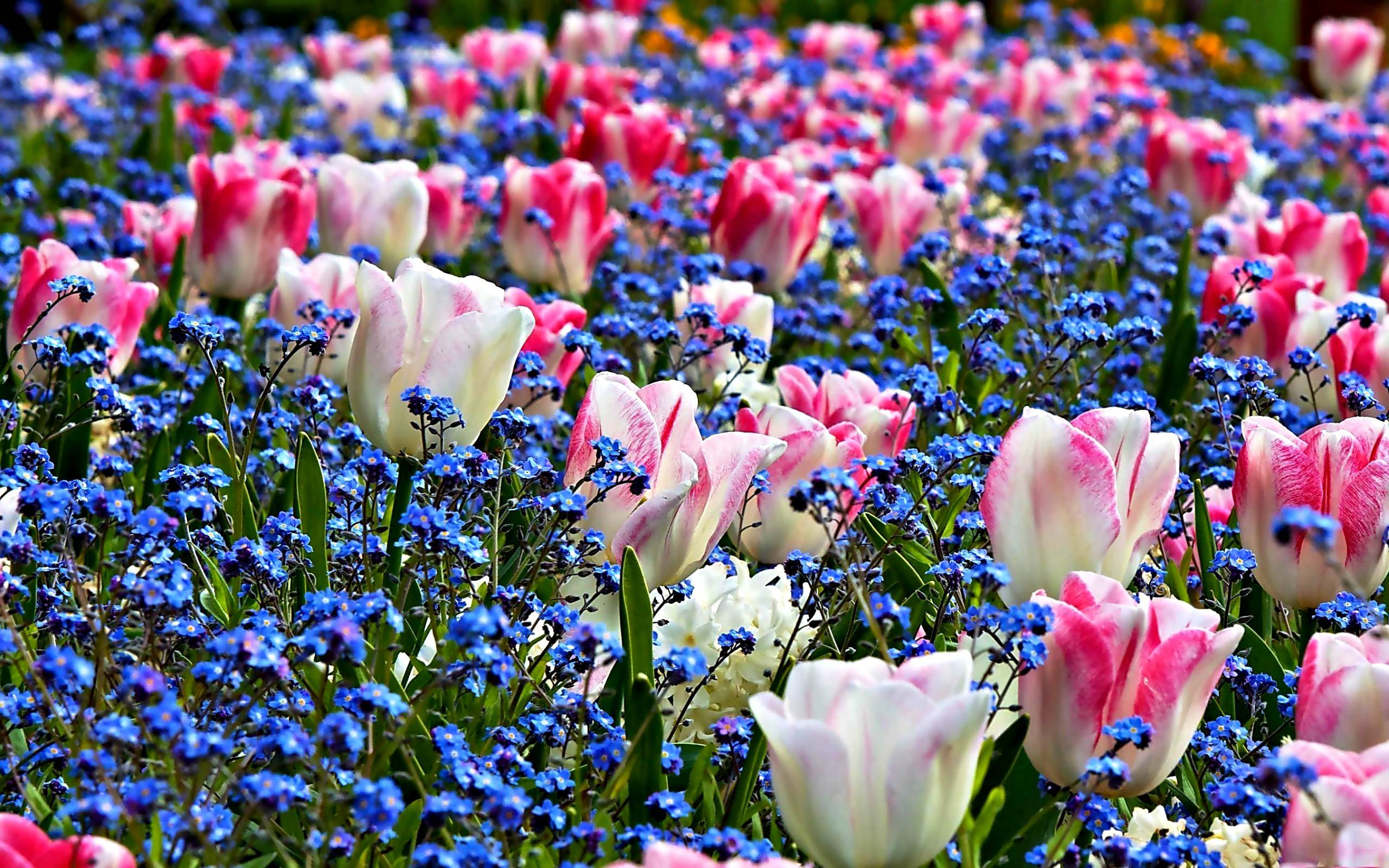 pink tulips, white tulips, blue forget-me-nots, 2K Desktop Wallpaper
