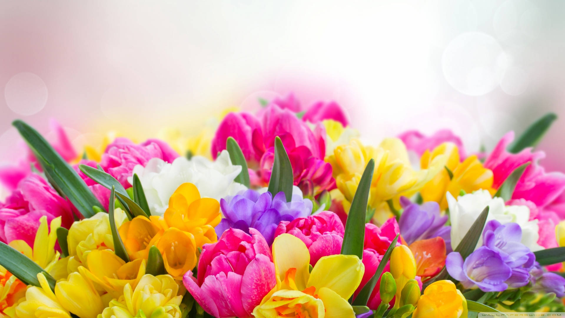 pink, yellow, purple, Full HD Desktop Wallpaper
