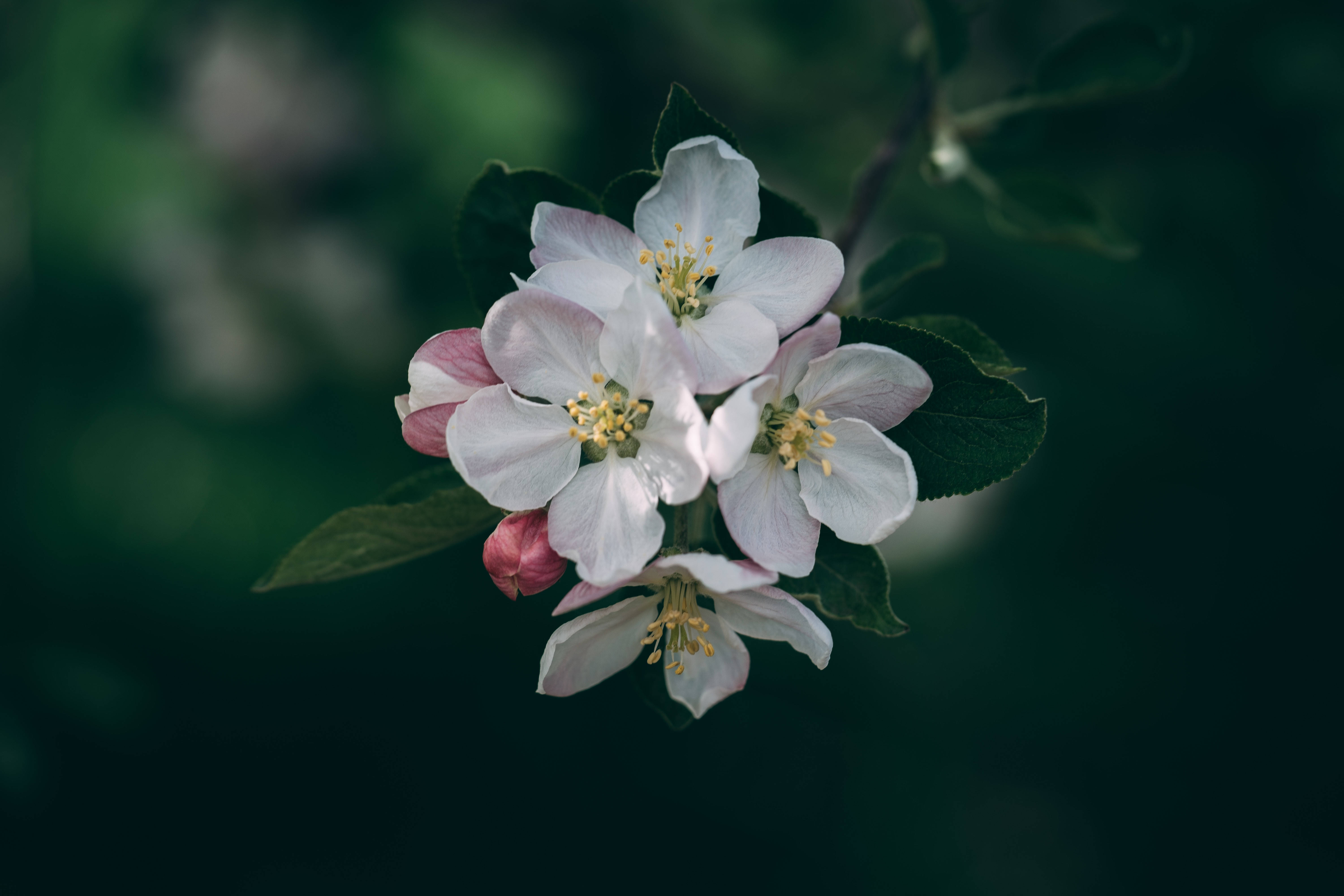 white apple blossoms, pink blush, yellow stamens, 5K Desktop Wallpaper