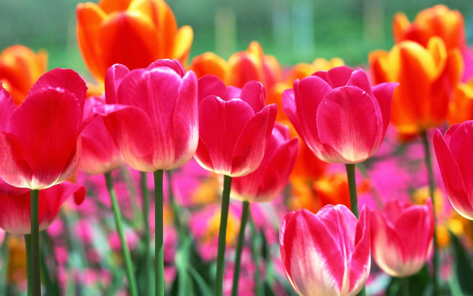 bright spring flowers, vibrant pink, orange tulips, HD Desktop Wallpaper