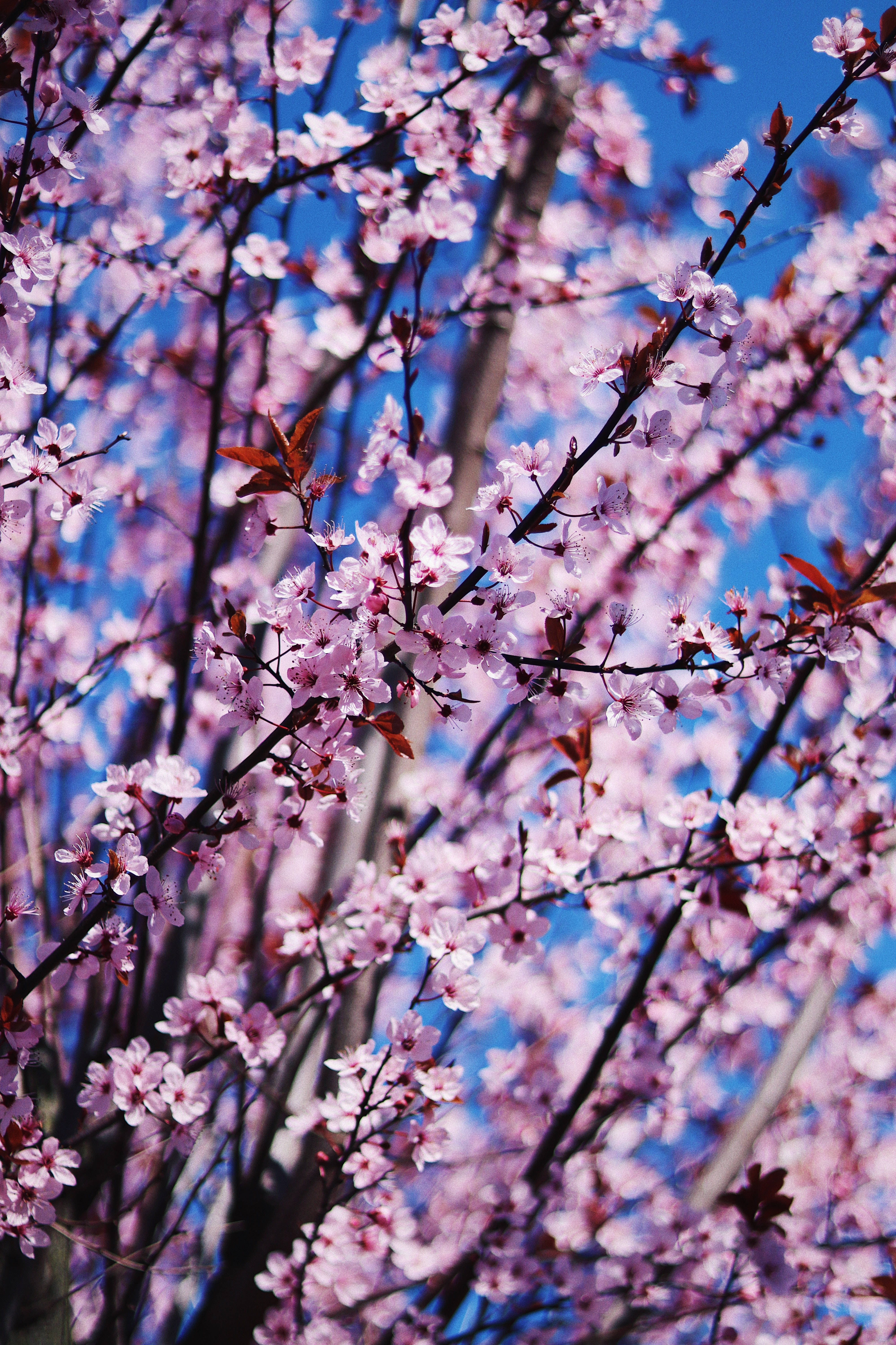 pink petaled spring flowers, pink cherry blossoms, dark branches, 5K Phone Wallpaper