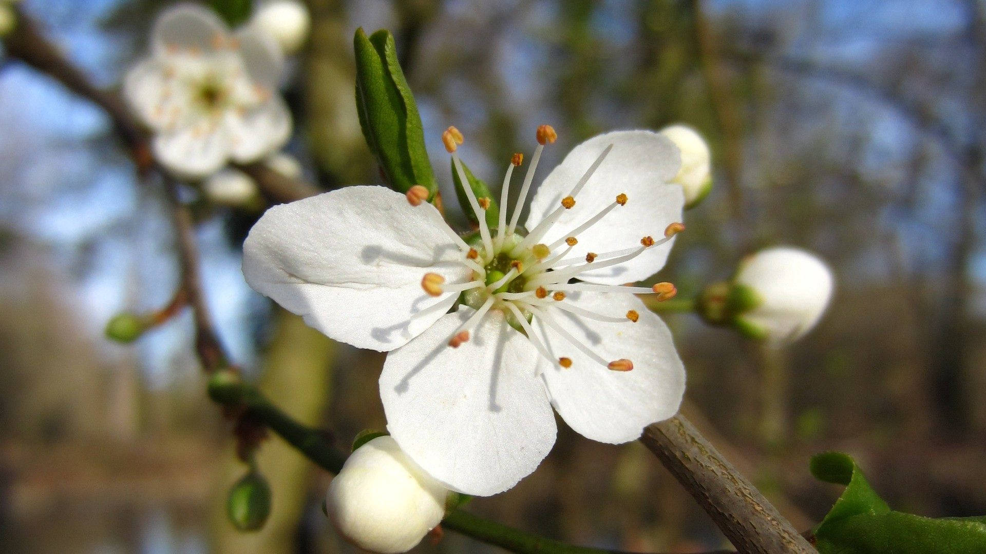 white spring flowers, delicate white blossom, orange stamens, Full HD Desktop Wallpaper