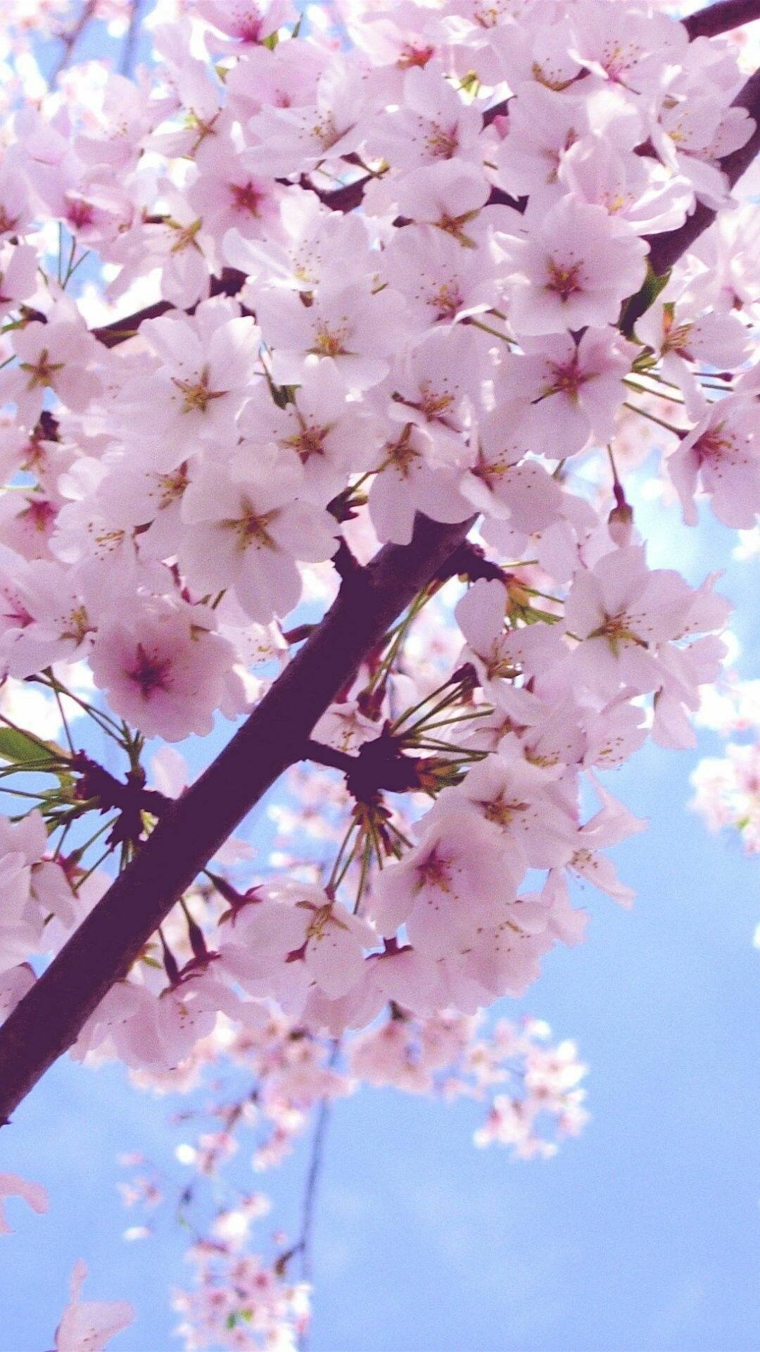 Spring Flower, iPhone, pink cherry blossoms, Full HD Phone Wallpaper
