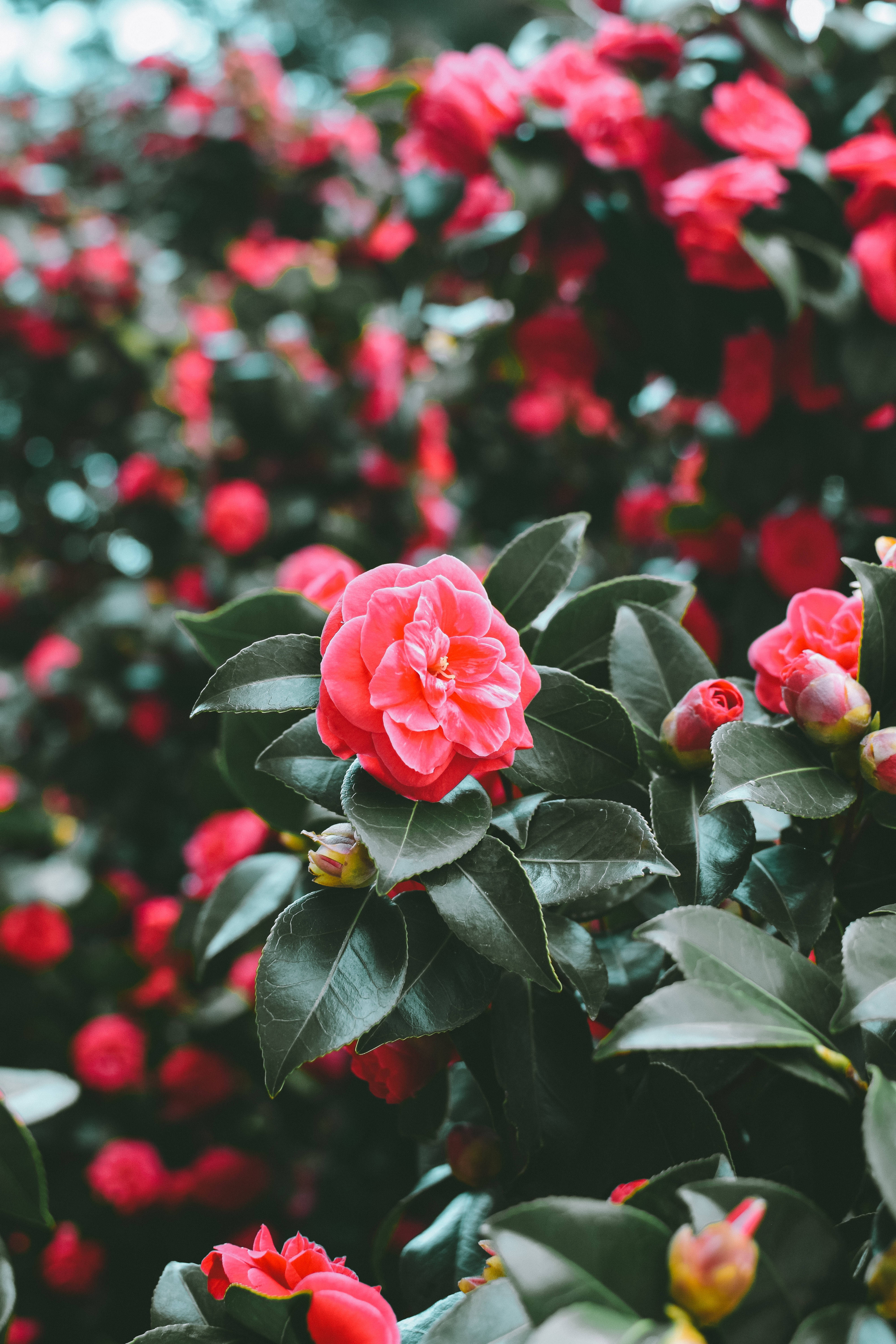 coral camellia, red flowers, deep green leaves, 5K Phone Wallpaper