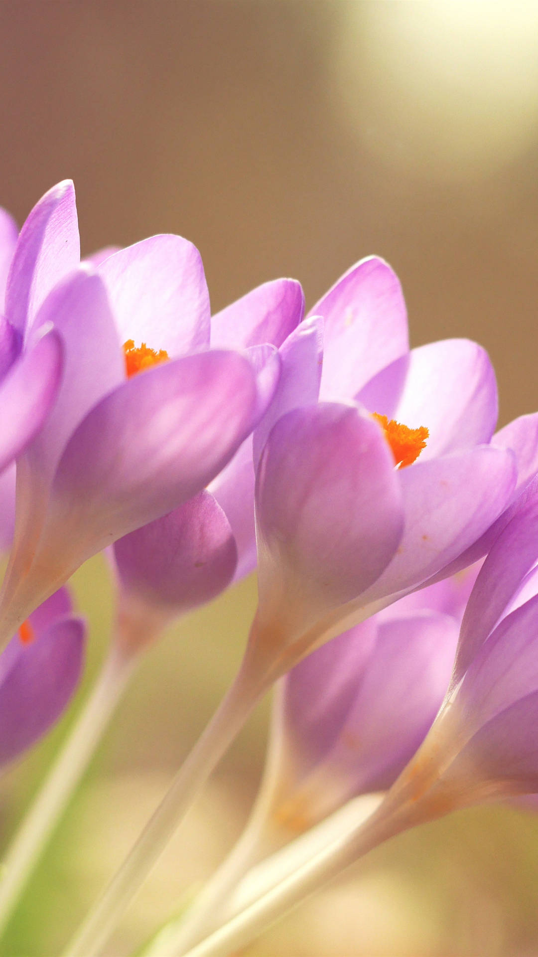 Spring Flower iPhone, purple crocus flowers, orange centers, Full HD Phone Wallpaper