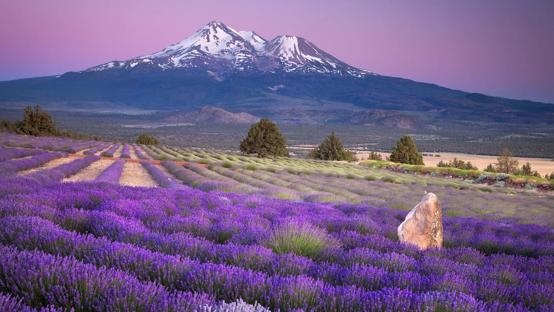 Netherland Spring Dual Screen, vibrant purple lavender, snow-capped mountain, Full HD Desktop Wallpaper