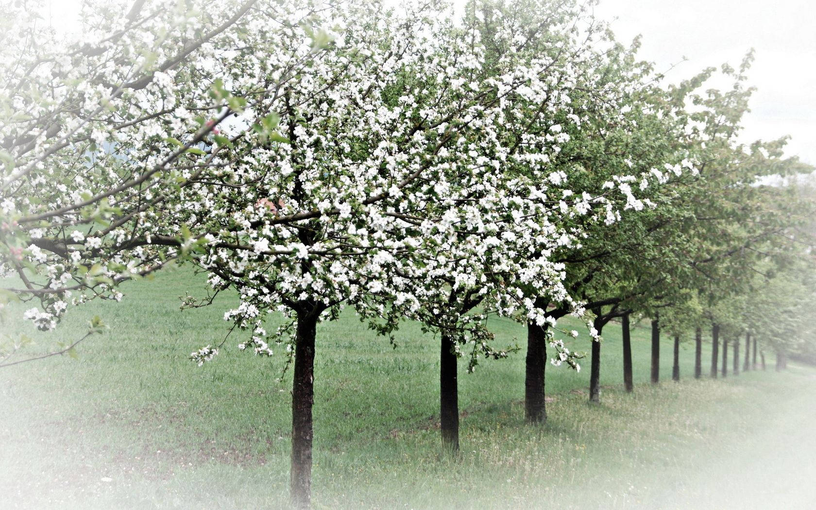 apple trees, white flowers, misty green field, HD Desktop Wallpaper