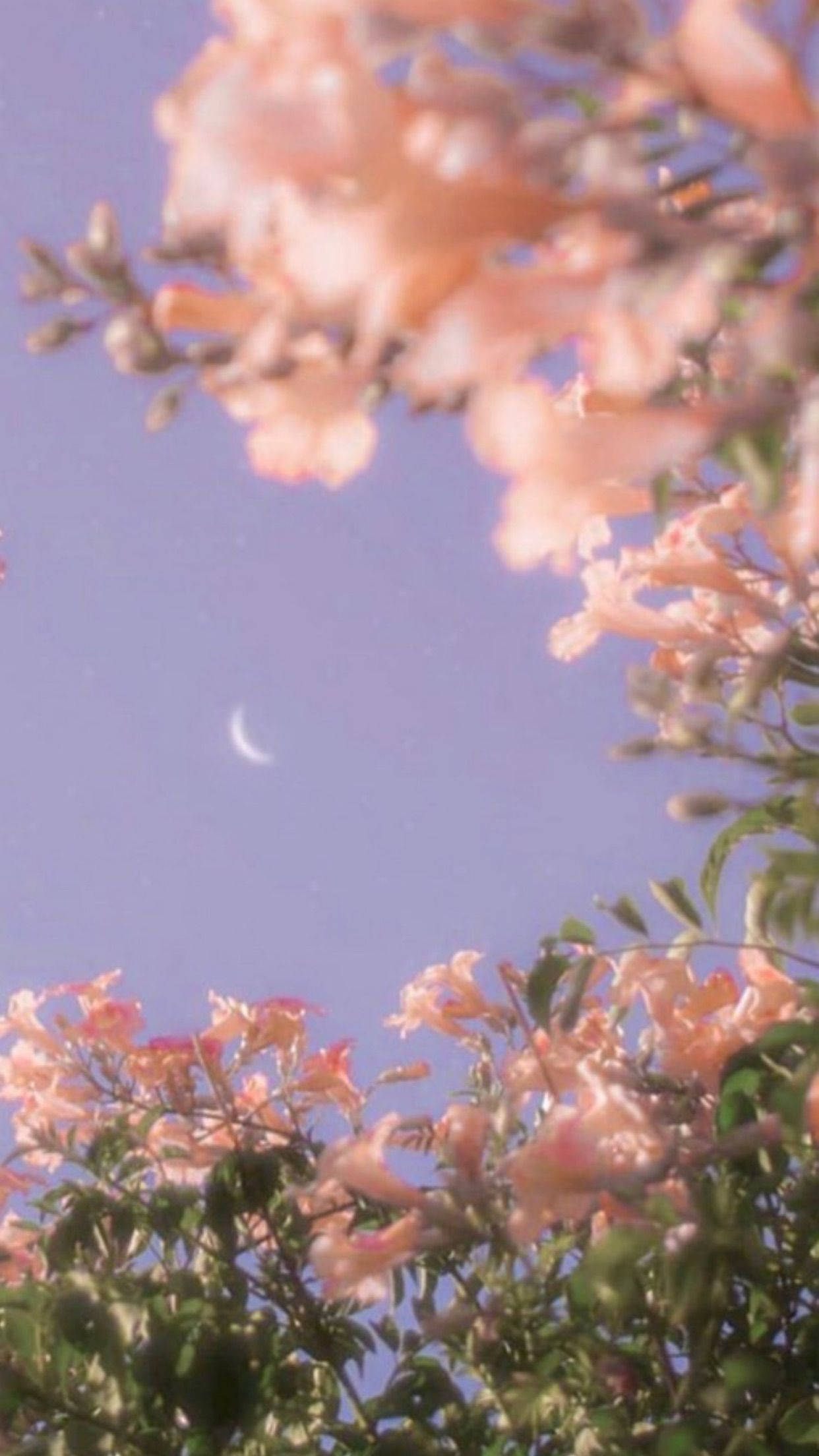crescent moon, pink blossoms, lavender sky, Full HD Phone Wallpaper