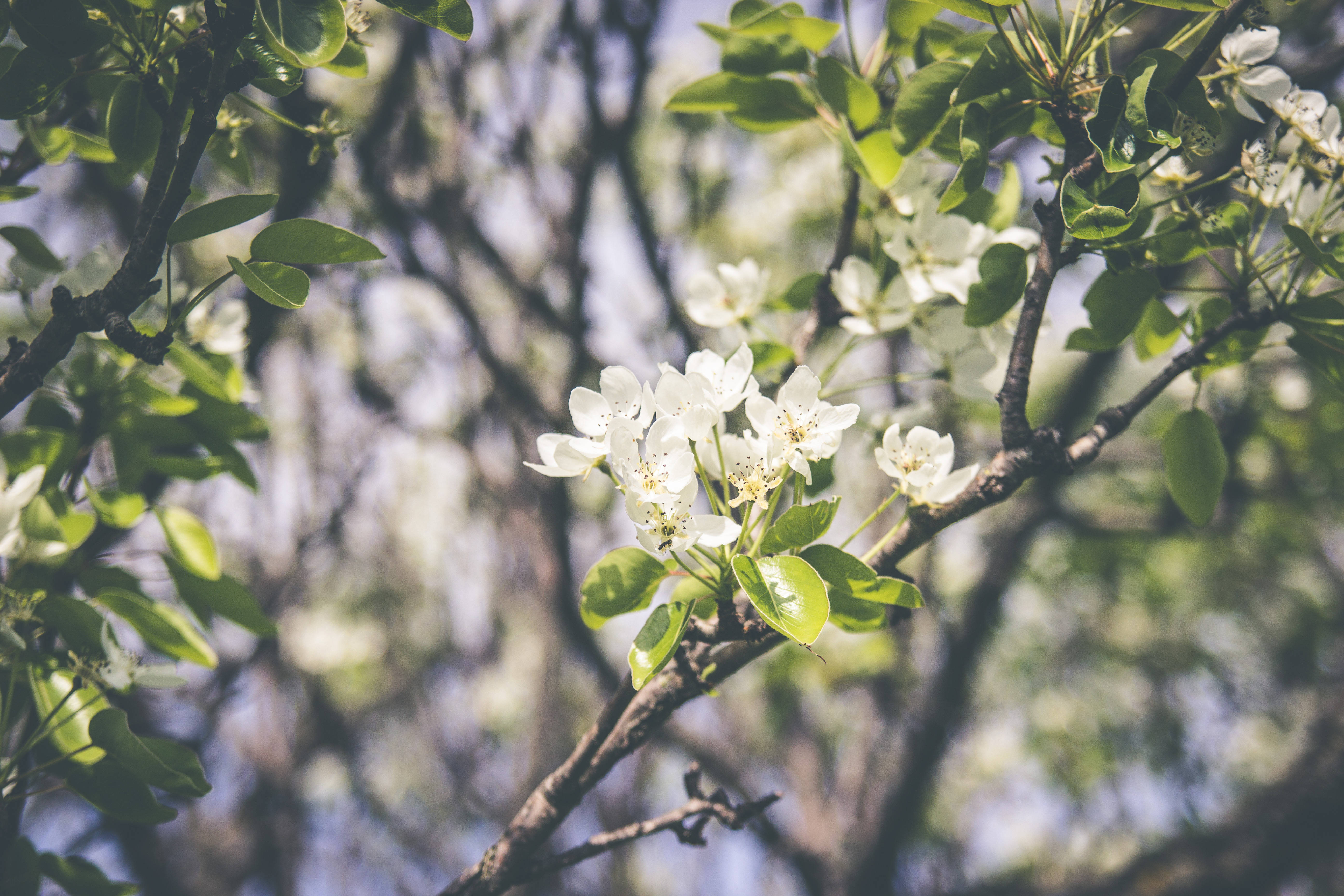 white blossoms, tree branch, fresh green leaves, 5K Desktop Wallpaper