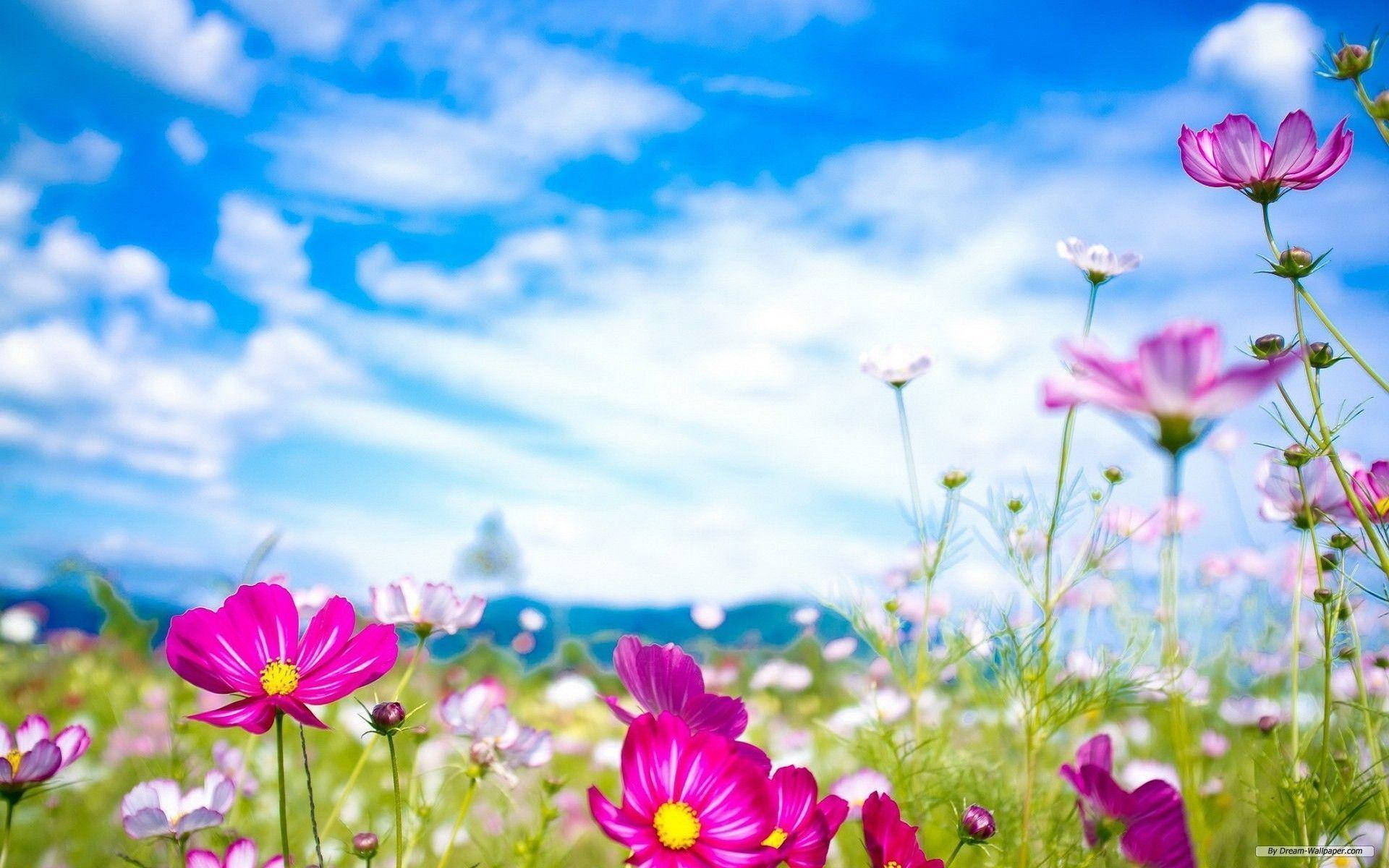 pink cosmos flowers, sunlit meadow, bright blue sky, Full HD Desktop Wallpaper