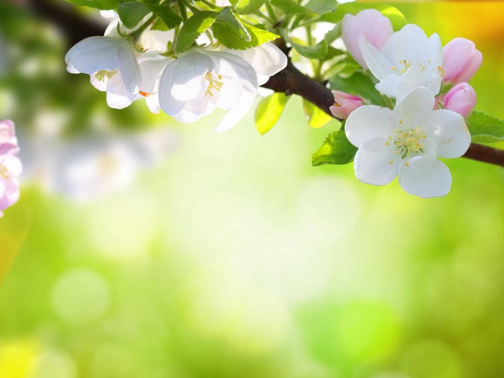 white and pink spring flowers, branch, fresh green leaves, SD Desktop Wallpaper