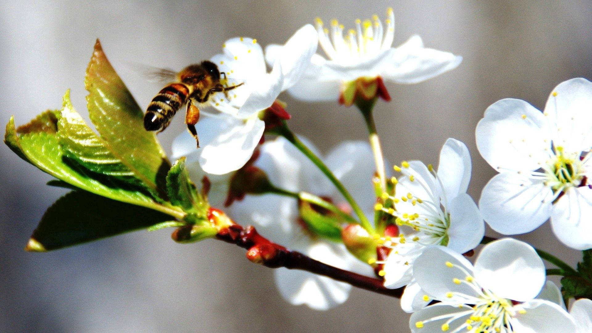 honeybee, white cherry blossoms, soft blurred background, Full HD Desktop Wallpaper