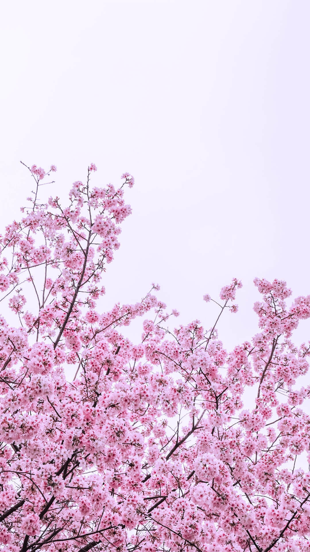 Spring Flower iPhone, pink cherry blossoms, dark branches, Full HD Phone Wallpaper