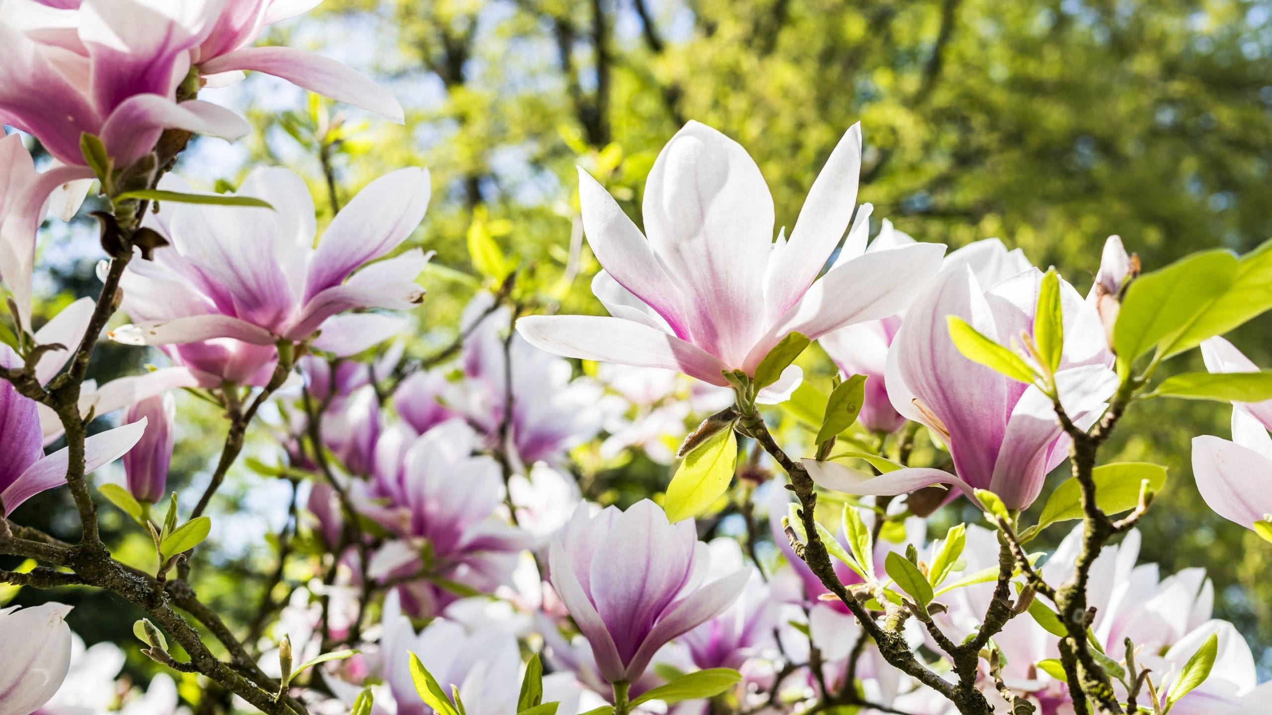 Spring Blooming Magnolias, pink and white petals, bright sunlight, 2K Desktop Wallpaper