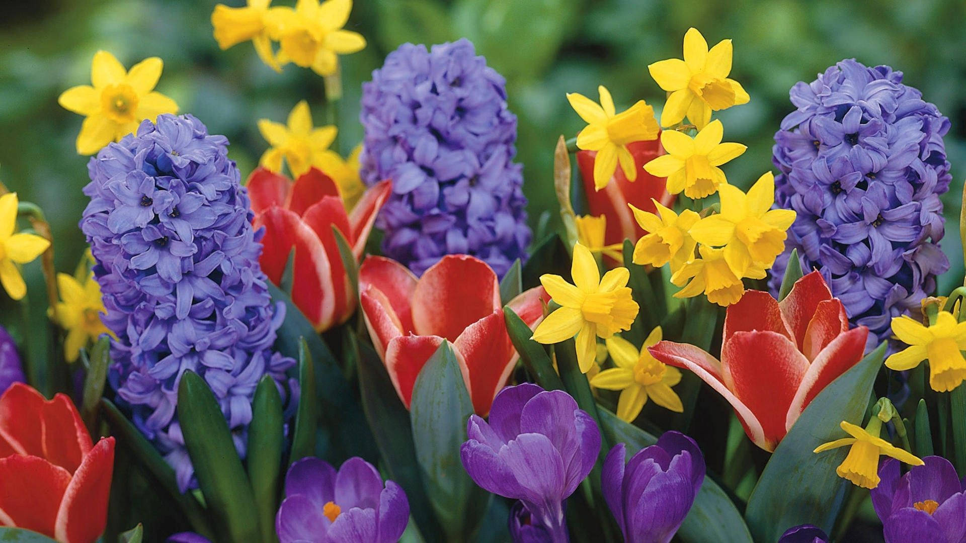 purple hyacinths, yellow daffodils, red tulips, Full HD Desktop Wallpaper