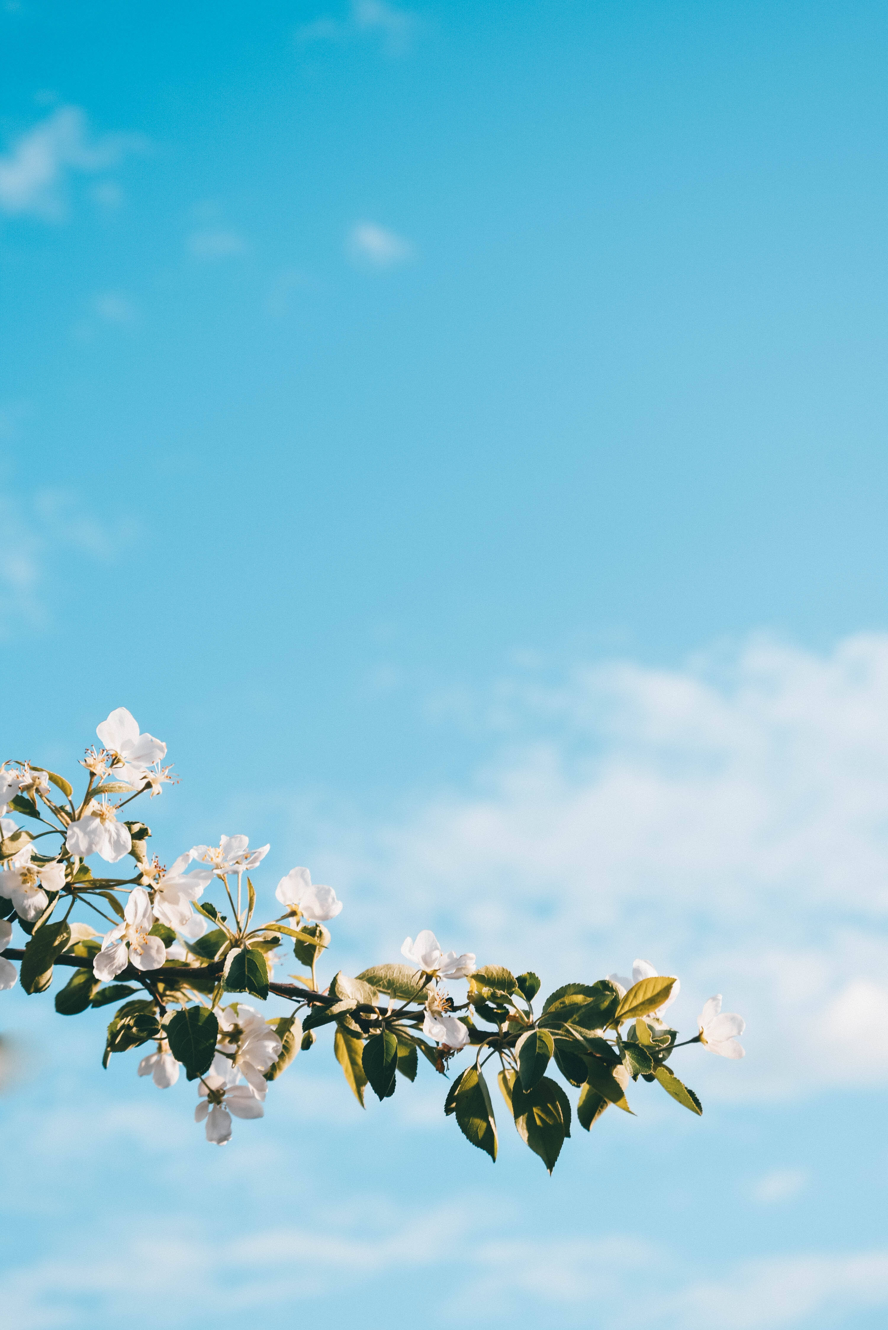 white spring flower tree, white blossoms, green leaves, 4K Phone Wallpaper