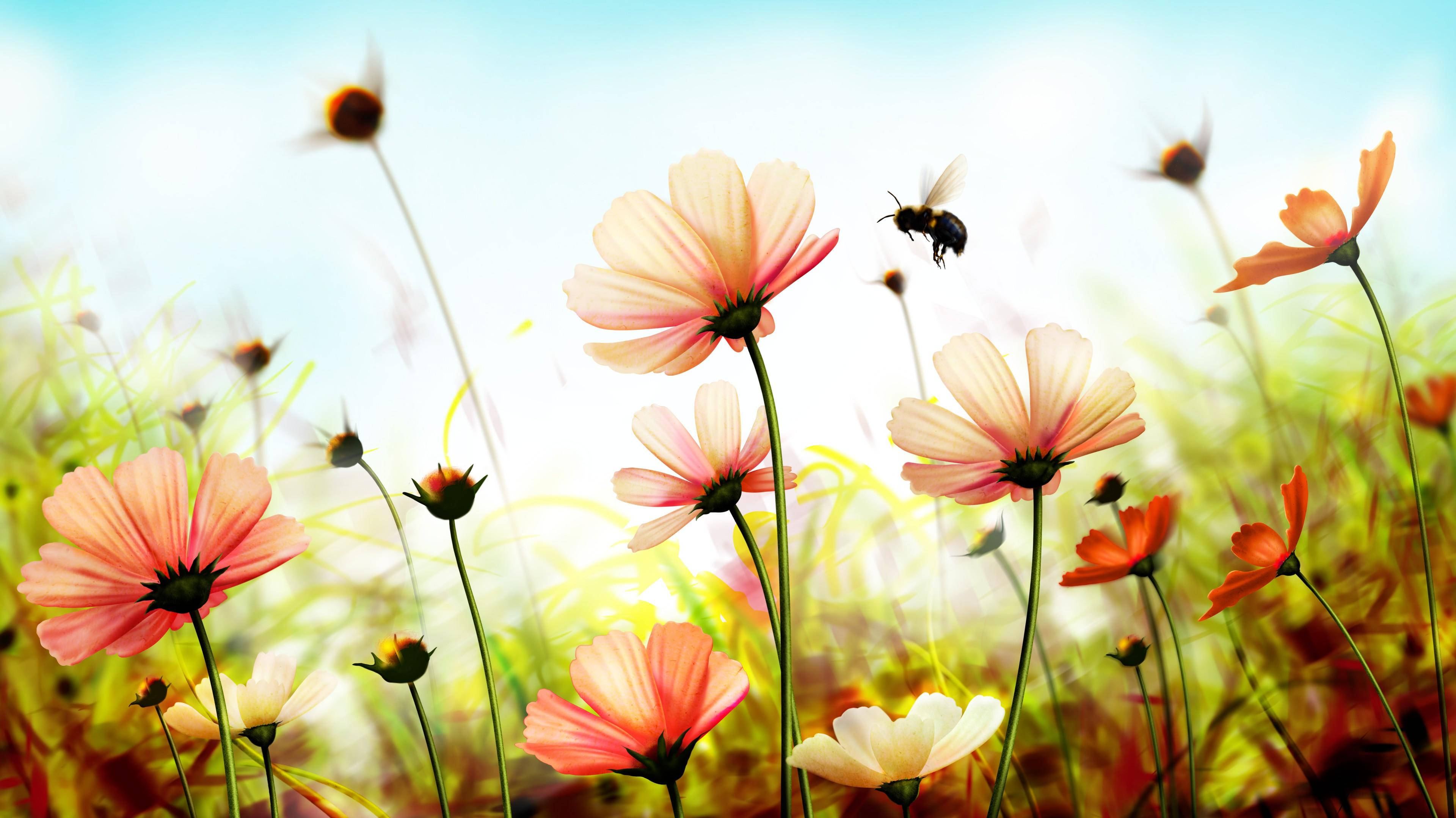 Spring Flowers, cosmos flowers, pink, 4K Desktop Wallpaper