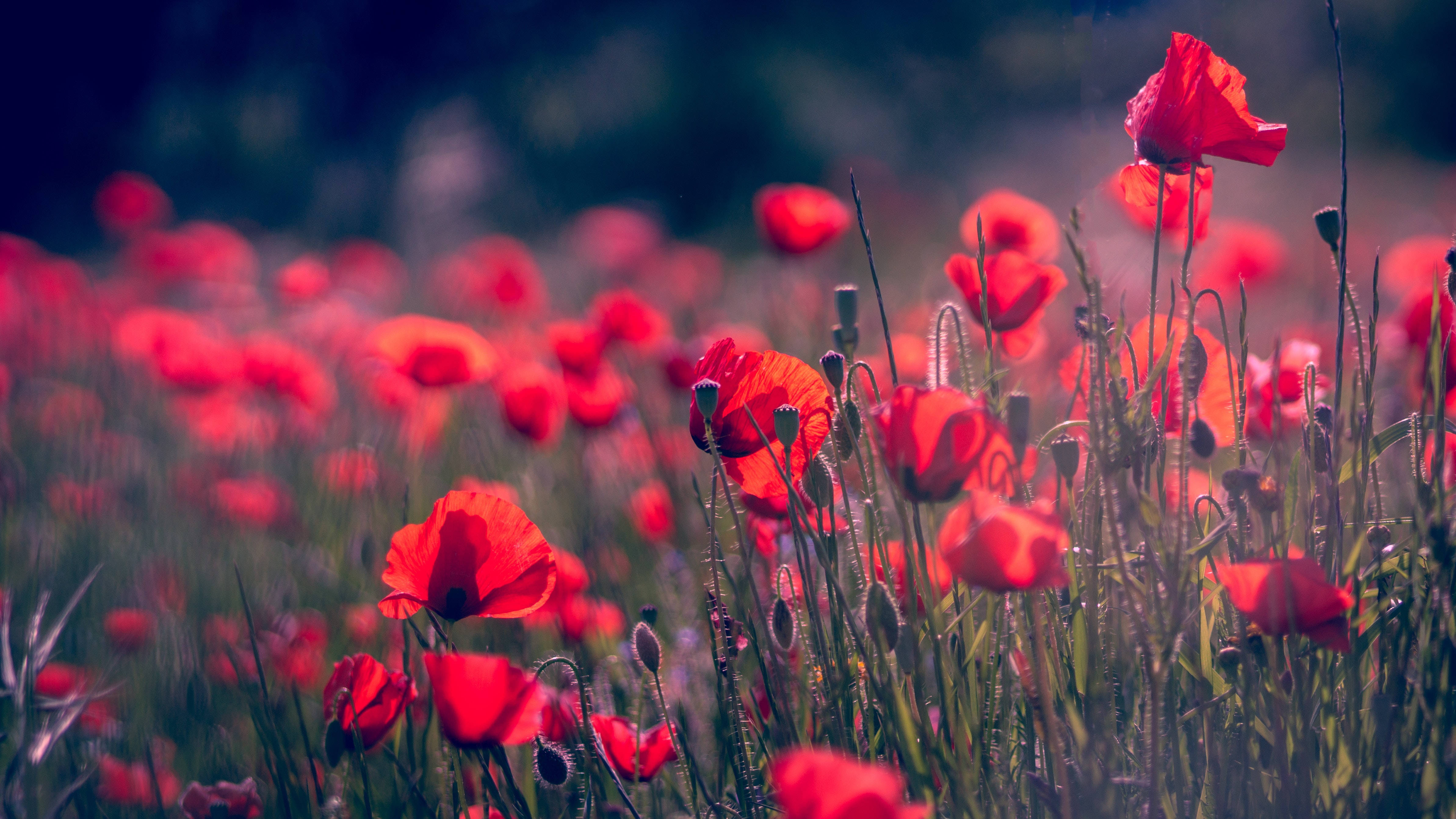 dynamic red poppy flowers, sunlit field, soft bokeh, 4K Desktop Wallpaper