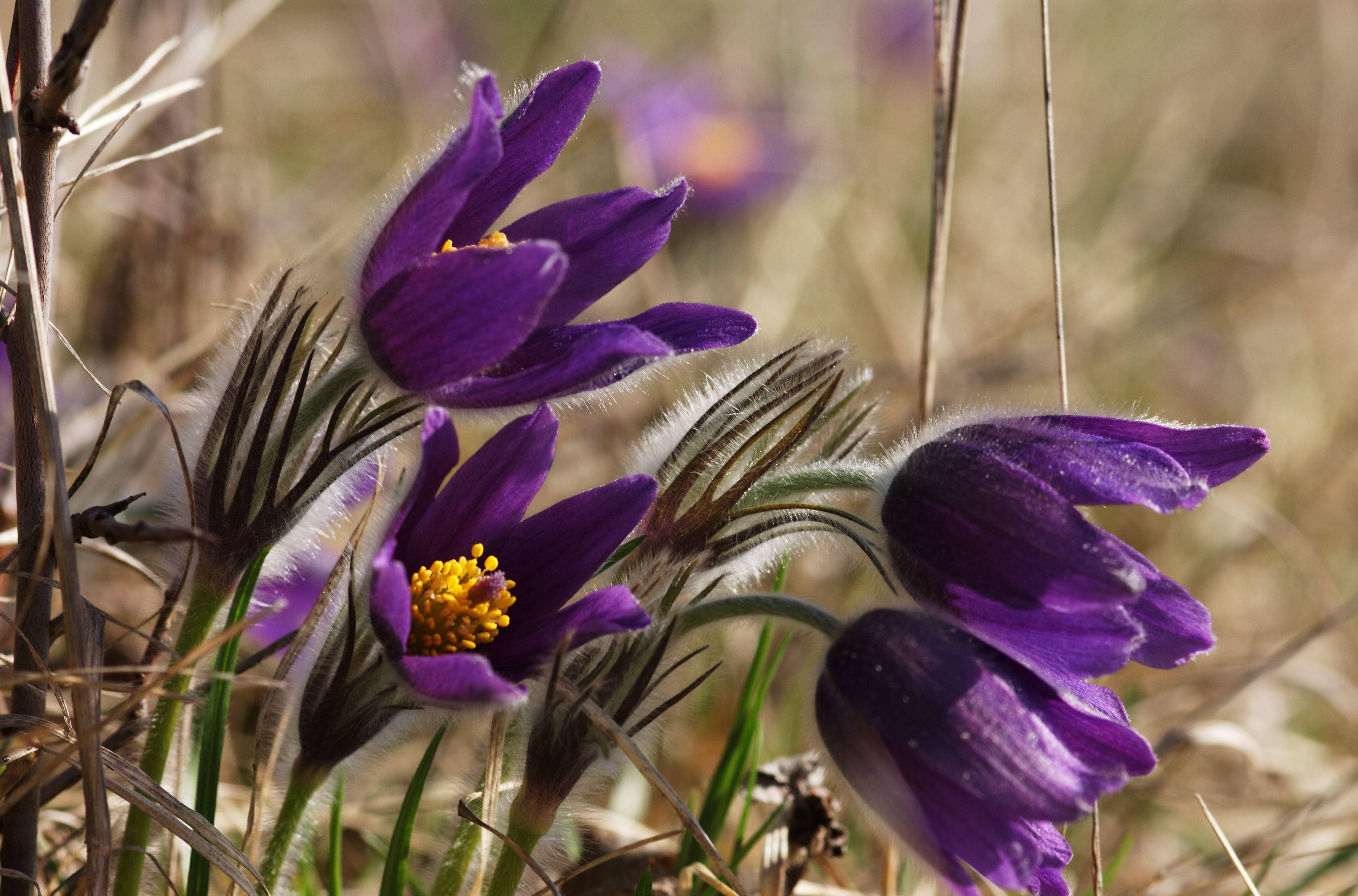 purple pasque flowers, fuzzy petals, yellow centers, 4K Desktop Wallpaper