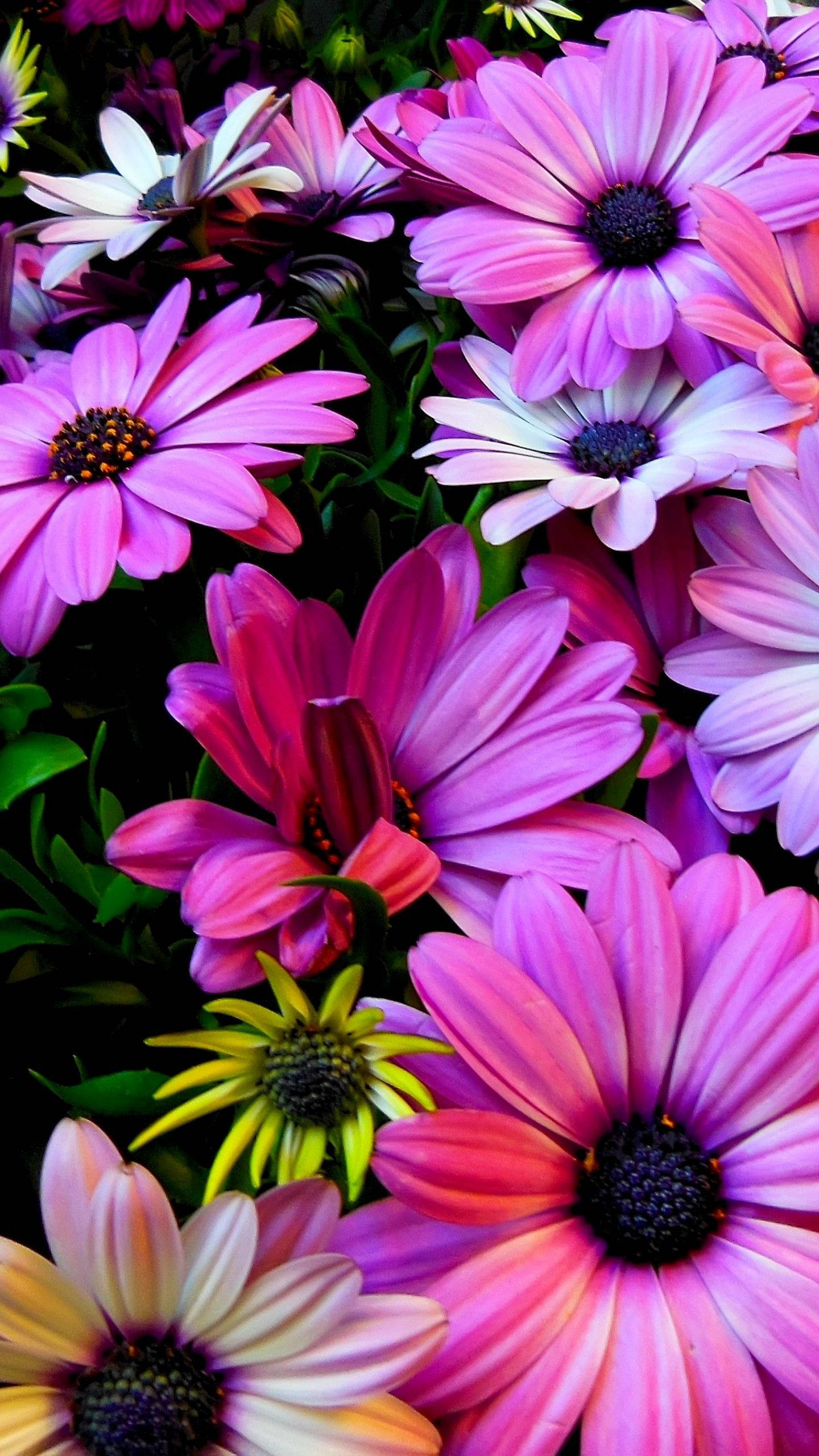 purple, yellow, white, 2K Phone Wallpaper