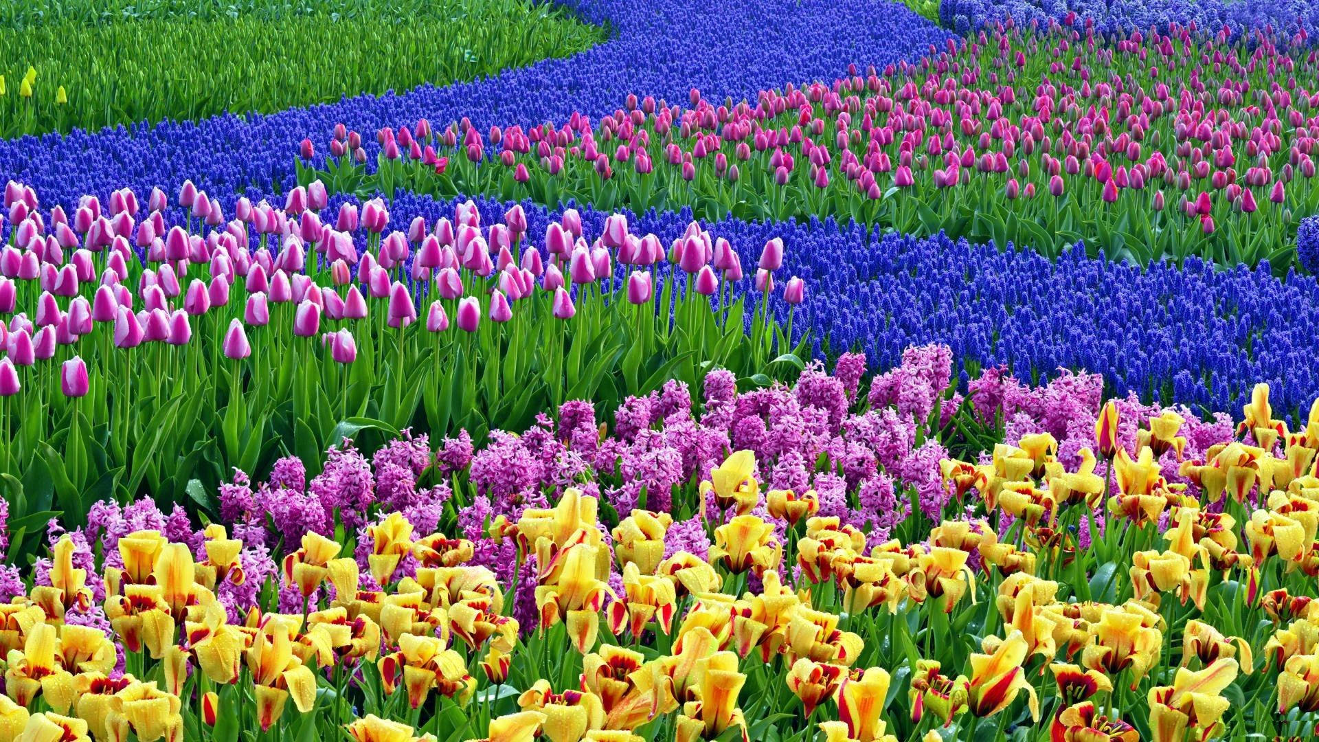 purple blue, pink, yellow, Full HD Desktop Wallpaper