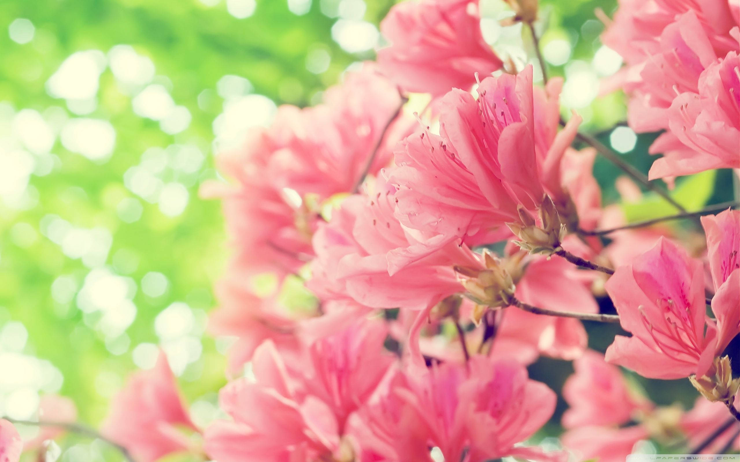 pink azalea blossoms, dreamy green bokeh background, warm sunlight, 2K Desktop Wallpaper